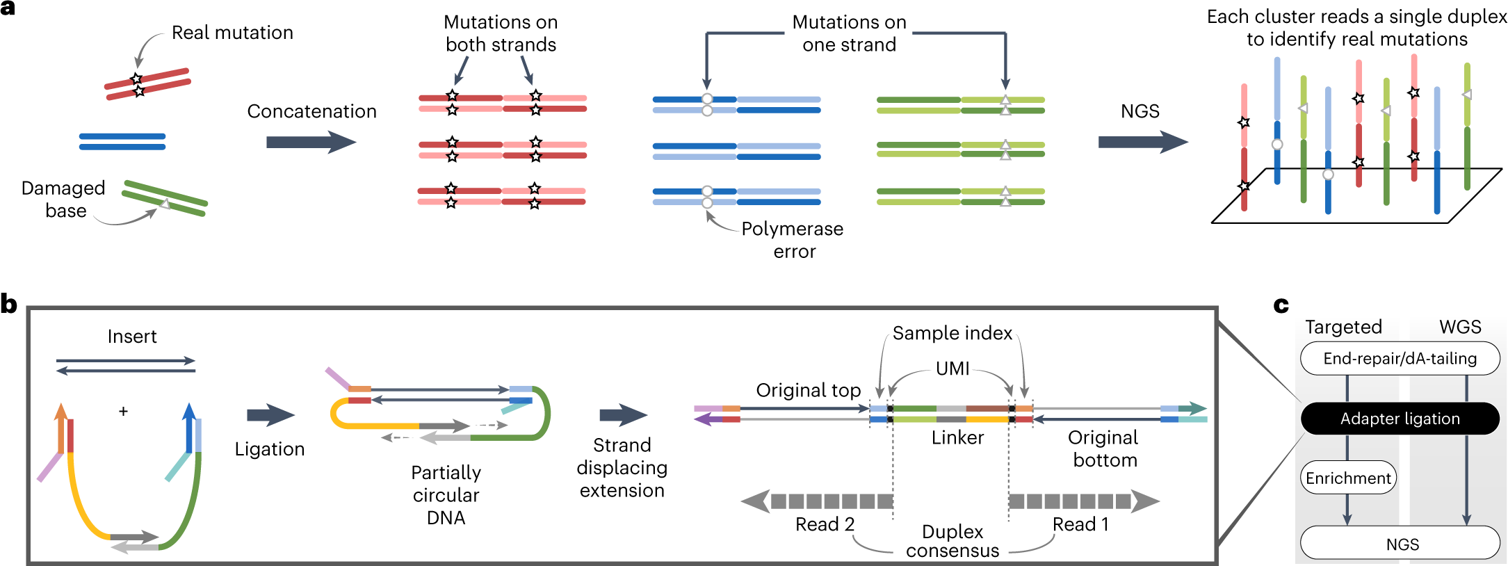 Single duplex DNA sequencing with CODEC detects mutations with