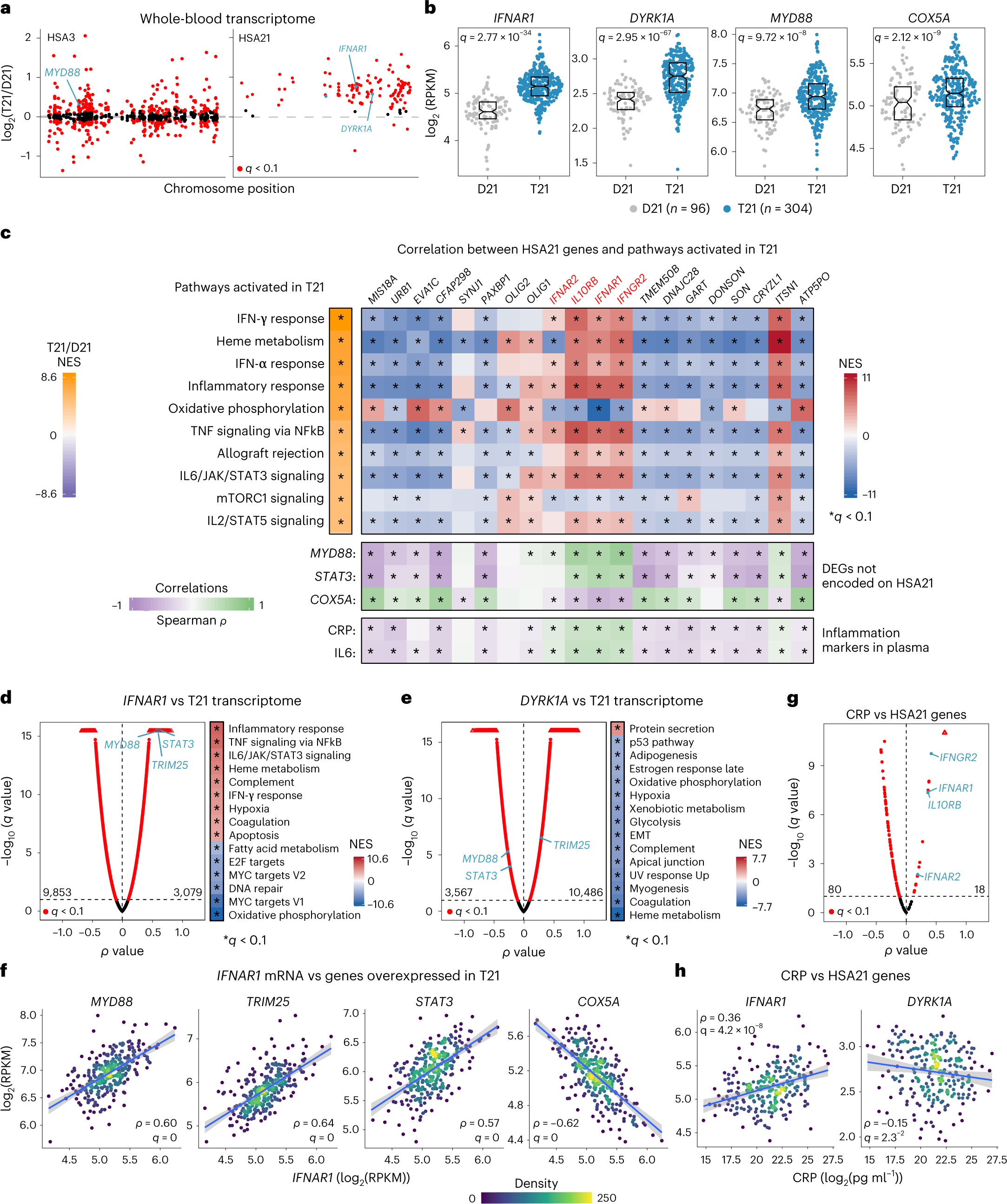 Triplication of the interferon receptor locus contributes to hallmarks of Down syndrome in a mouse model Nature Genetics image