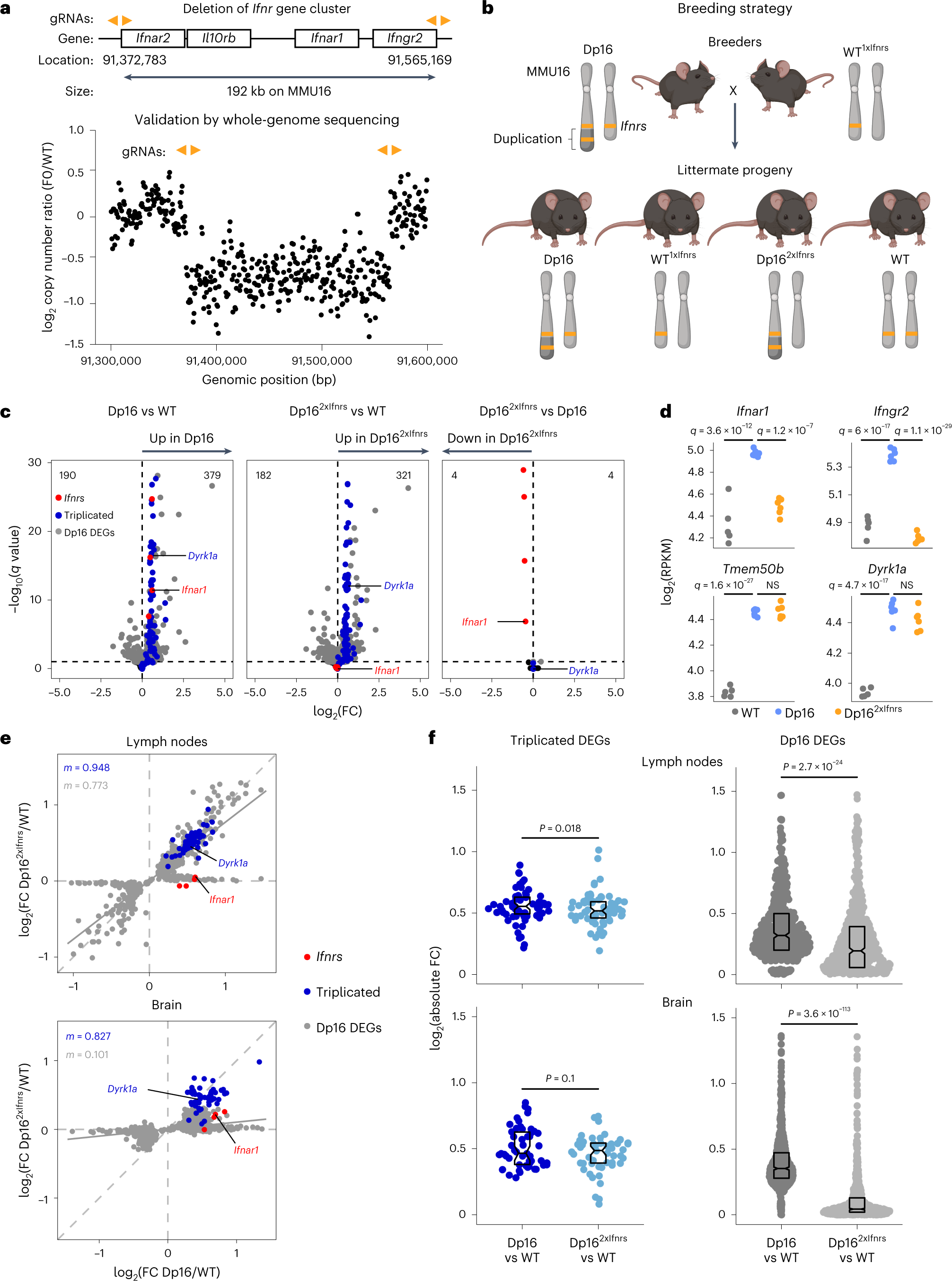 Fig. 2: Triplication of the Ifnr locus contributes to global dysregulation of gene expression in a mouse model of DS.