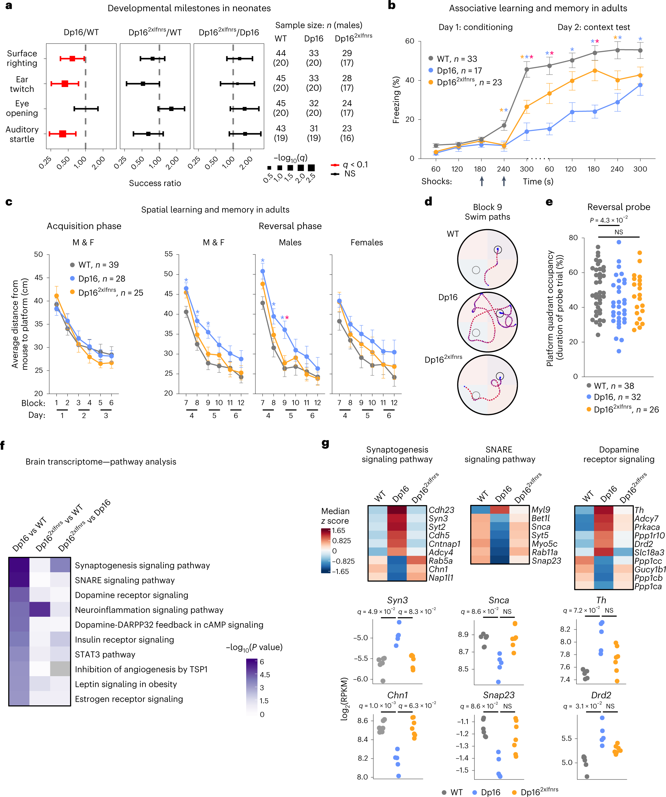 Fig. 5: Triplication of the Ifnr locus promotes developmental delays and cognitive deficits in a mouse model of DS.