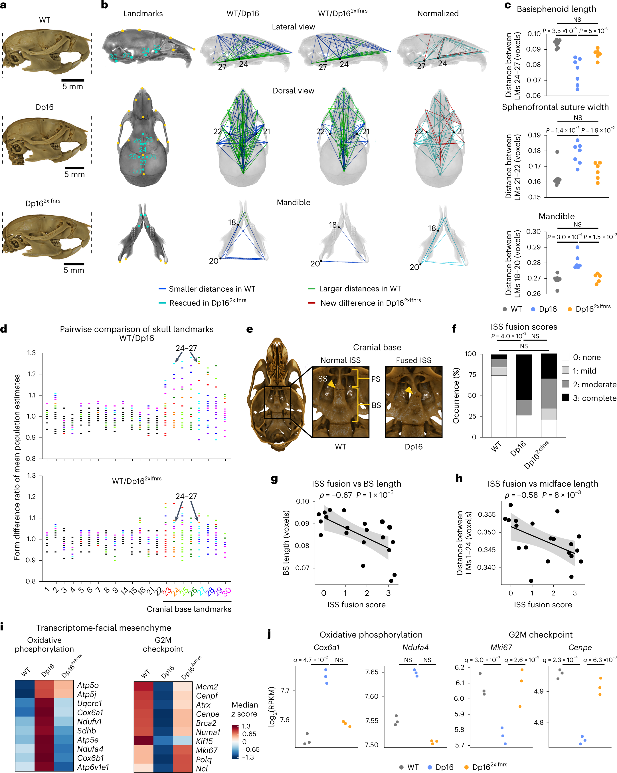 Fig. 6: Triplication of the Ifnr locus exacerbates craniofacial anomalies in a mouse model of DS.