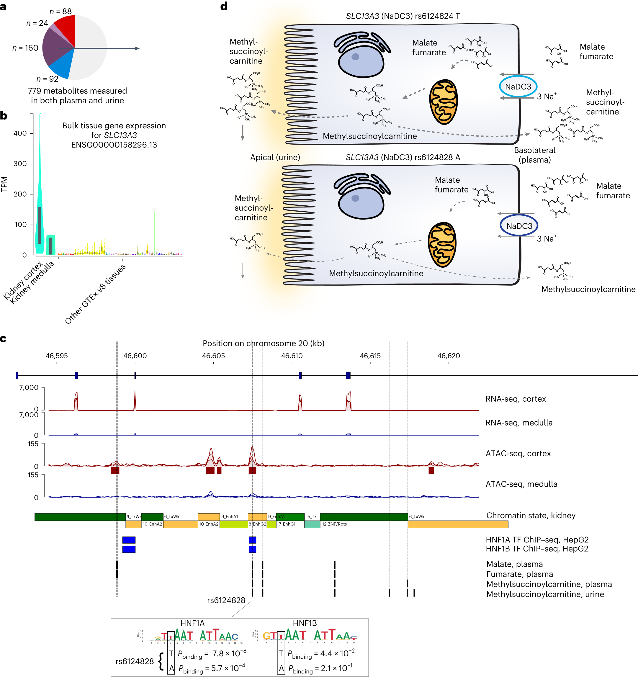 Fig. 7: Primary human kidney tissue permits prioritization of causal variants in kidney-enriched genes implicated by mQTLs.