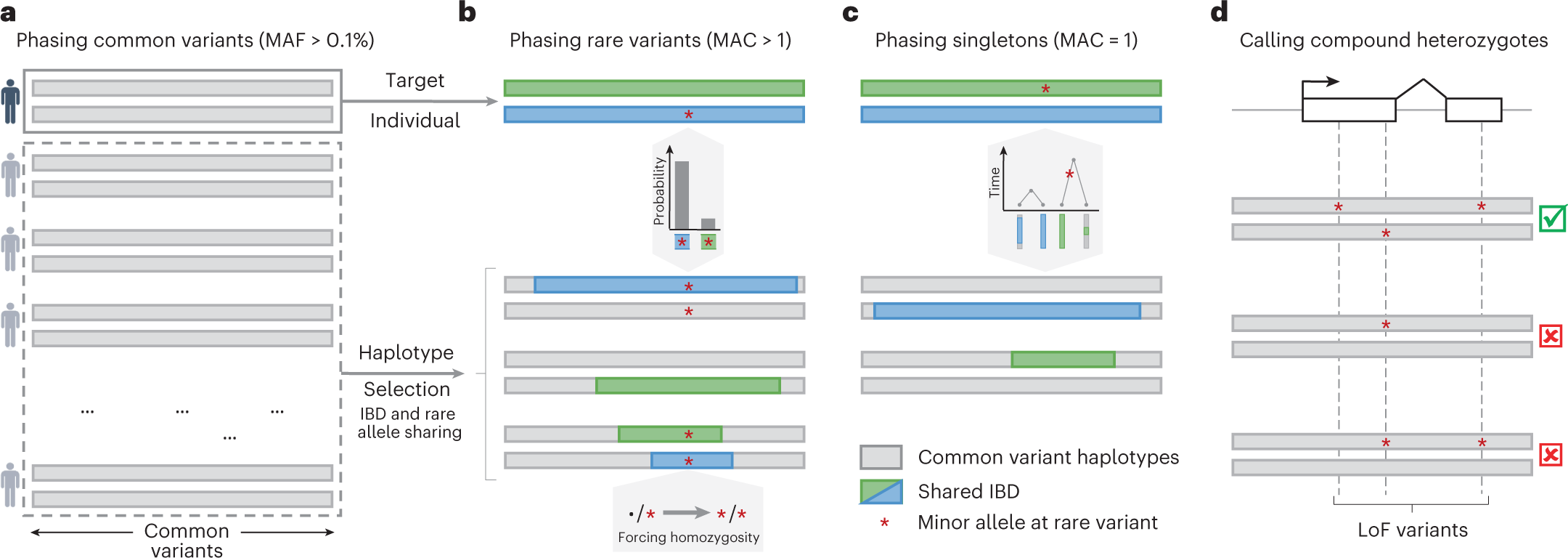 Accurate rare variant phasing of whole-genome and whole-exome sequencing  data in the UK Biobank | Nature Genetics