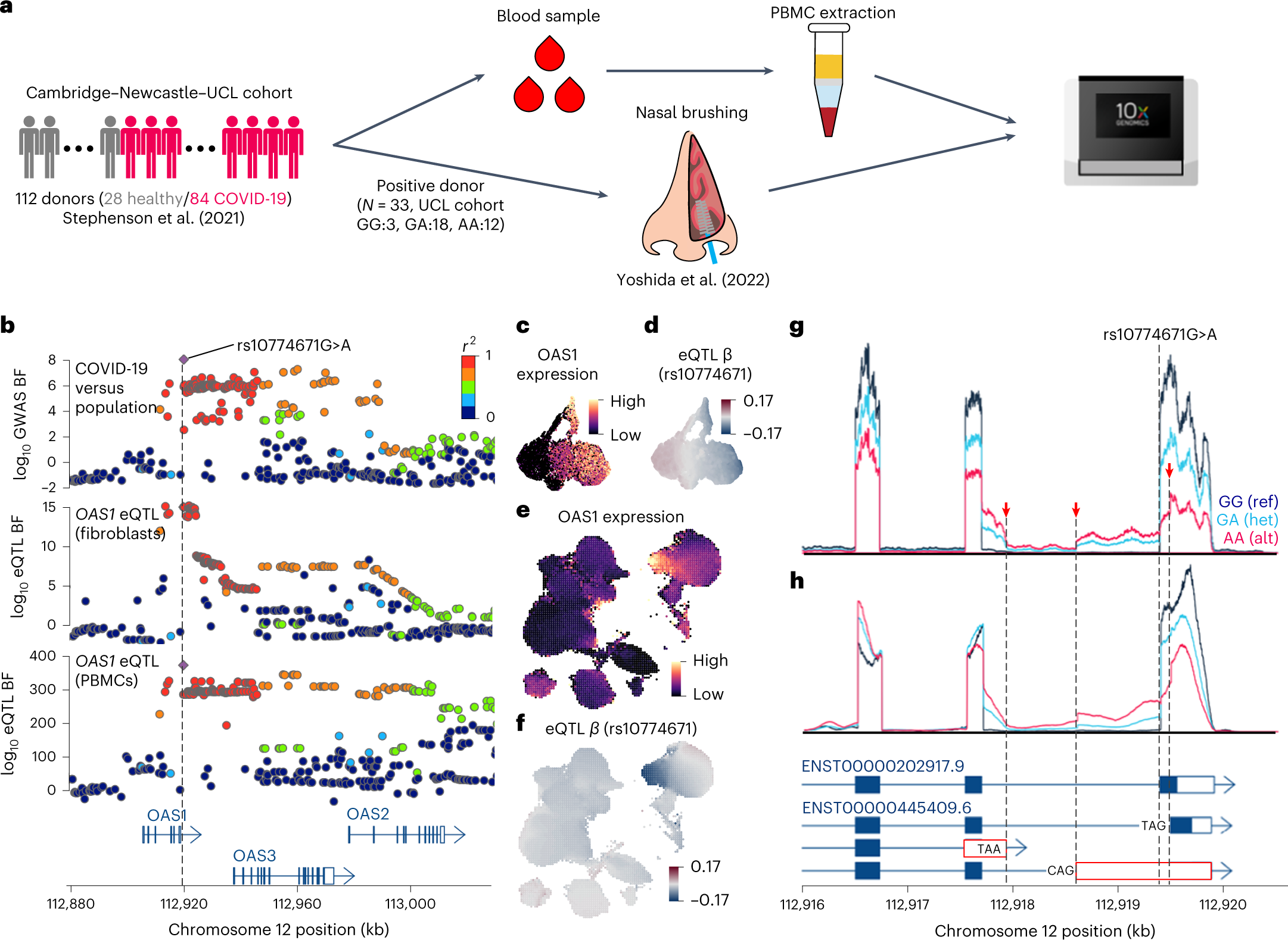 Fig. 6: Fine-mapping OAS1 locus using three different model systems.