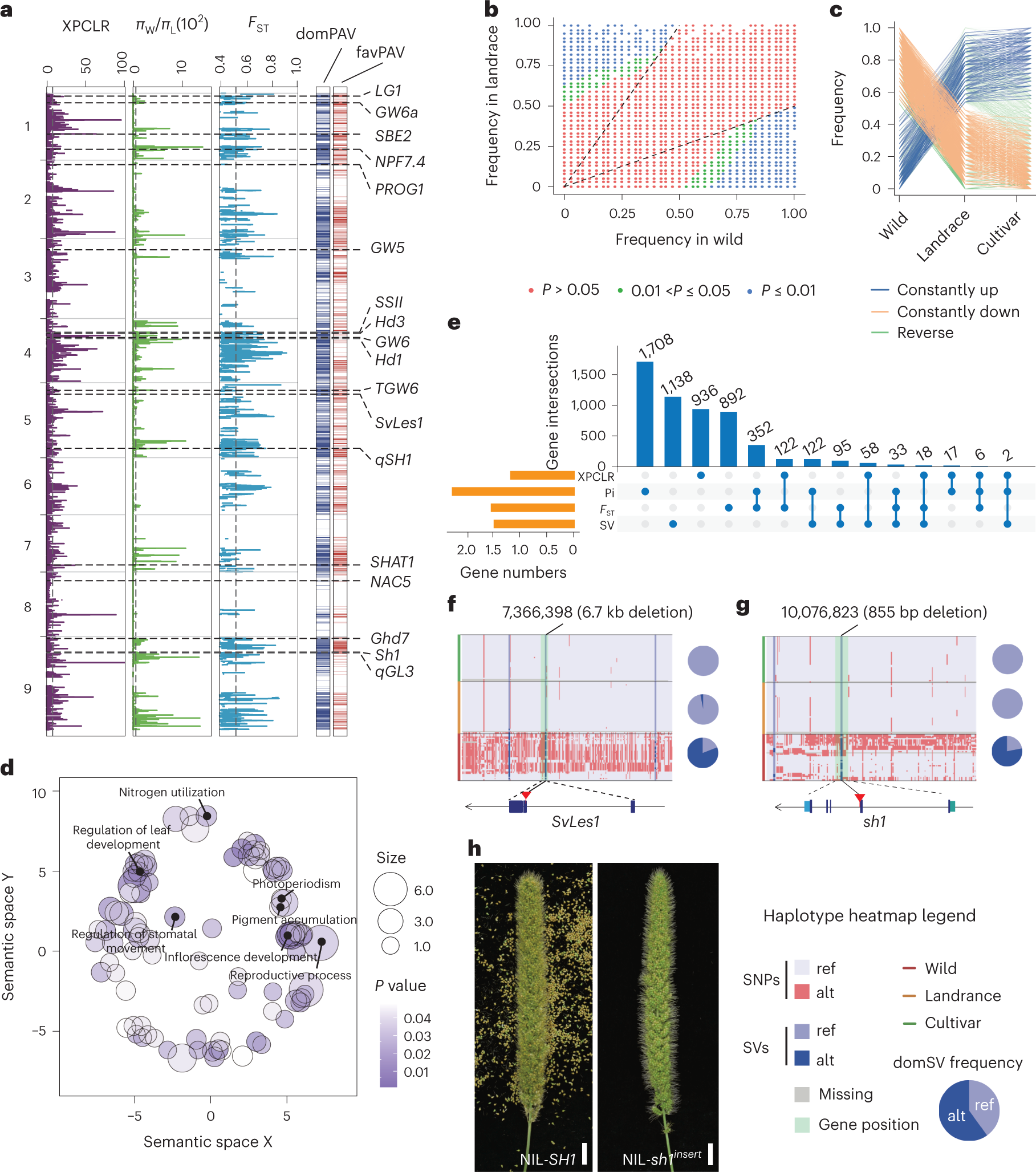 Fig. 4: GS signatures of foxtail millet domestication.