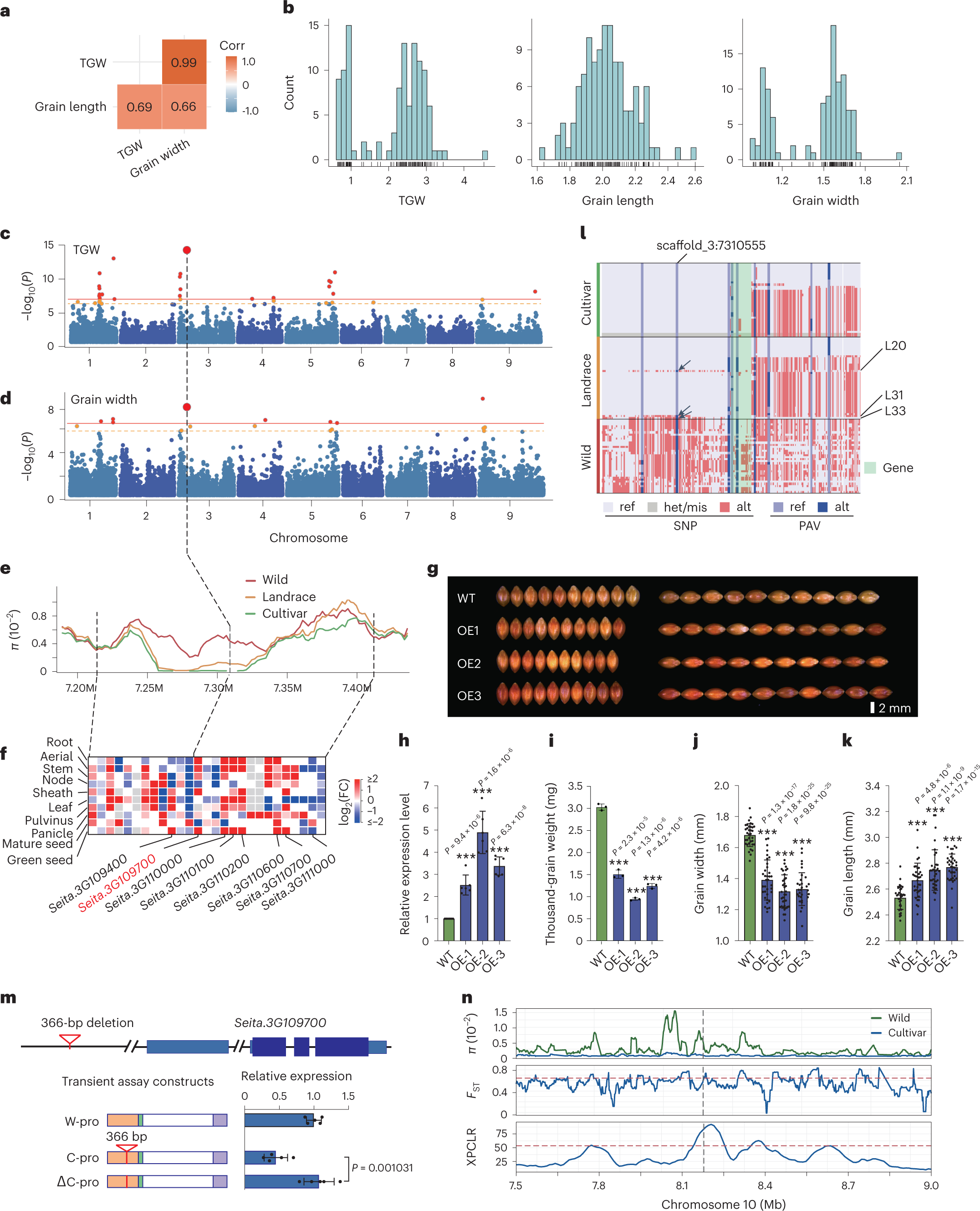 Fig. 5: The SiGW3 gene regulates grain yield of foxtail millet during domestication and improvement.