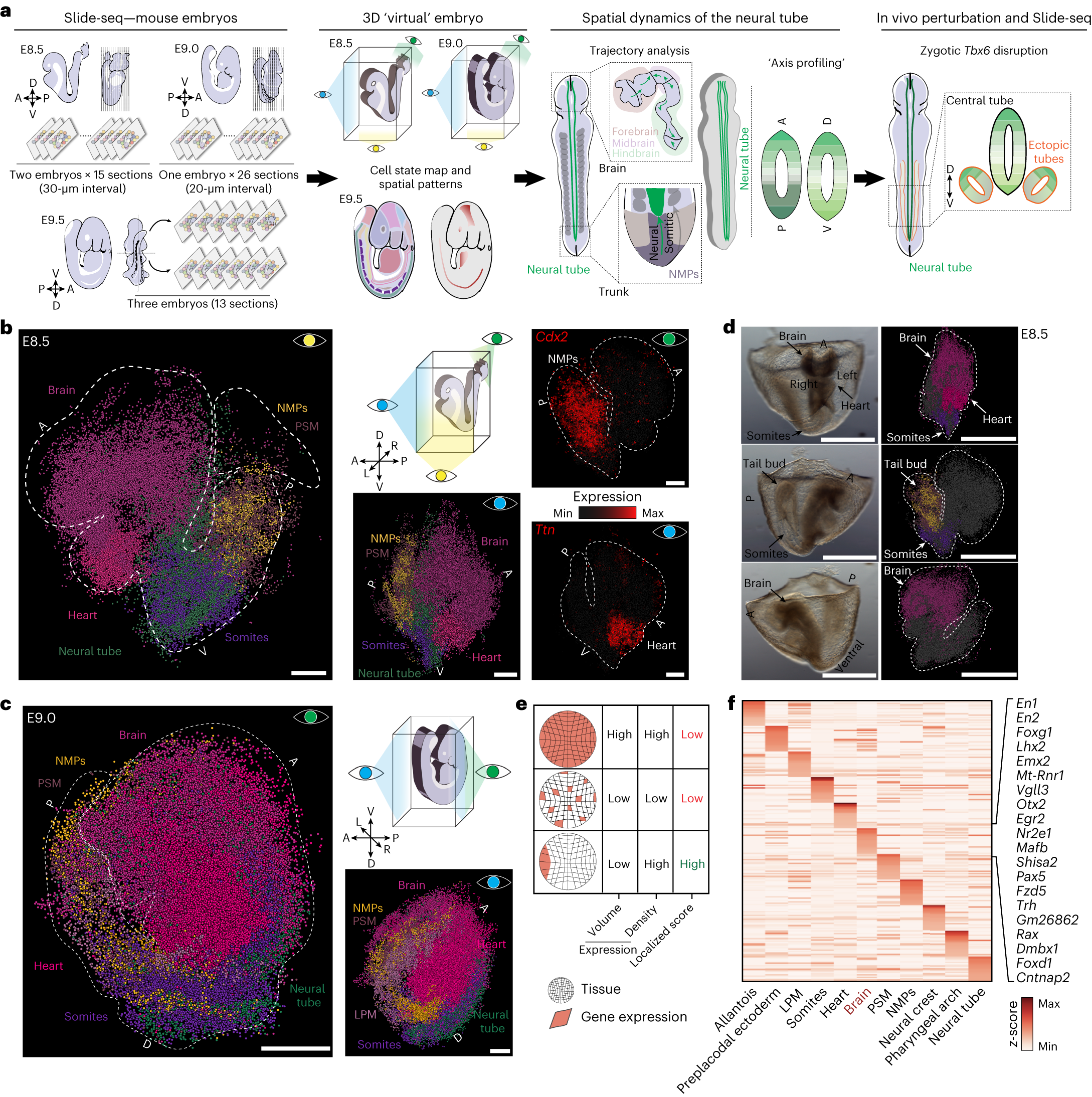 Spatiotemporal transcriptomic maps of whole mouse embryos at the