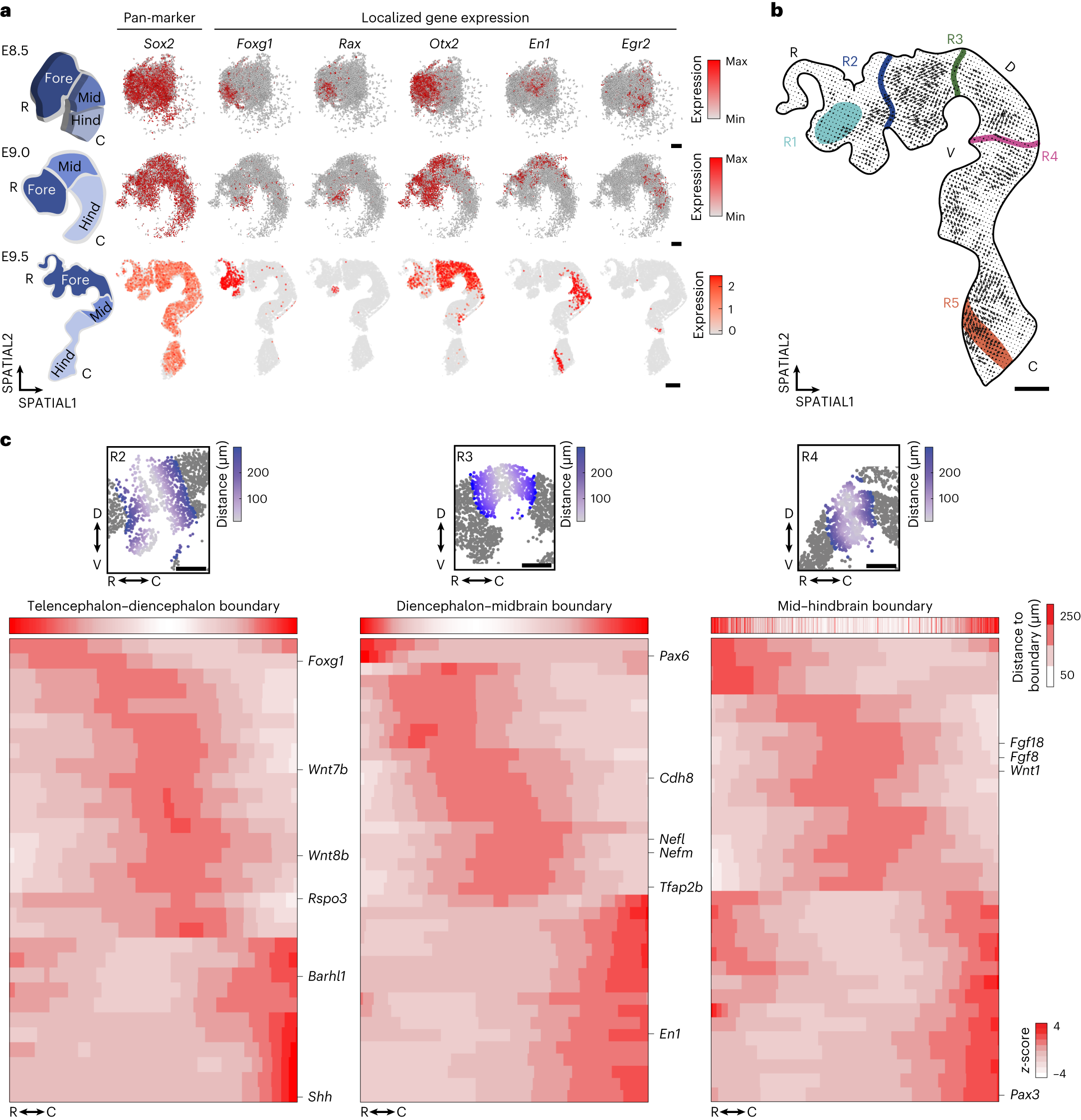 Fig. 2: Localized gene expression patterns in the developing brain.