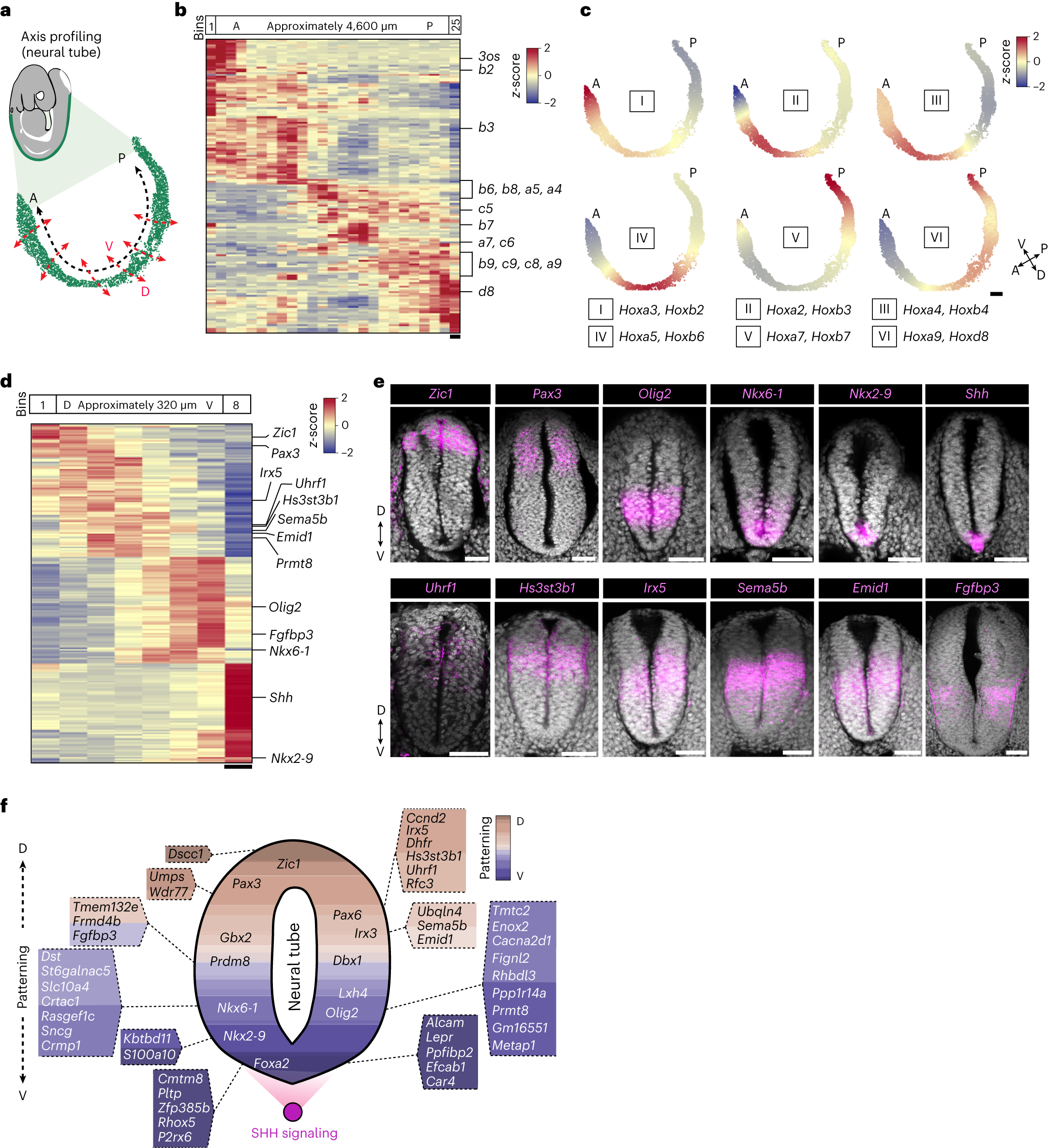 Fig. 4: Neural tube profiling along the AP and DV axes.