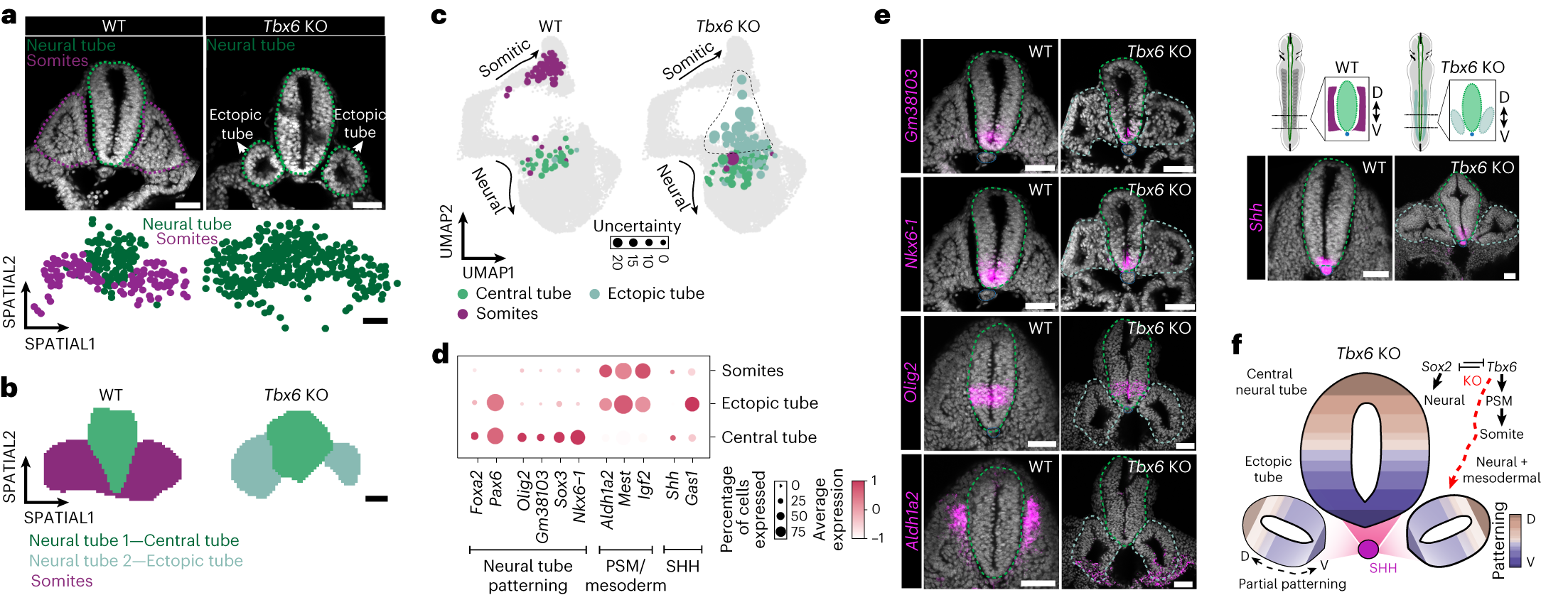 Fig. 5: Slide-seq profiling of Tbx6 KO embryos.