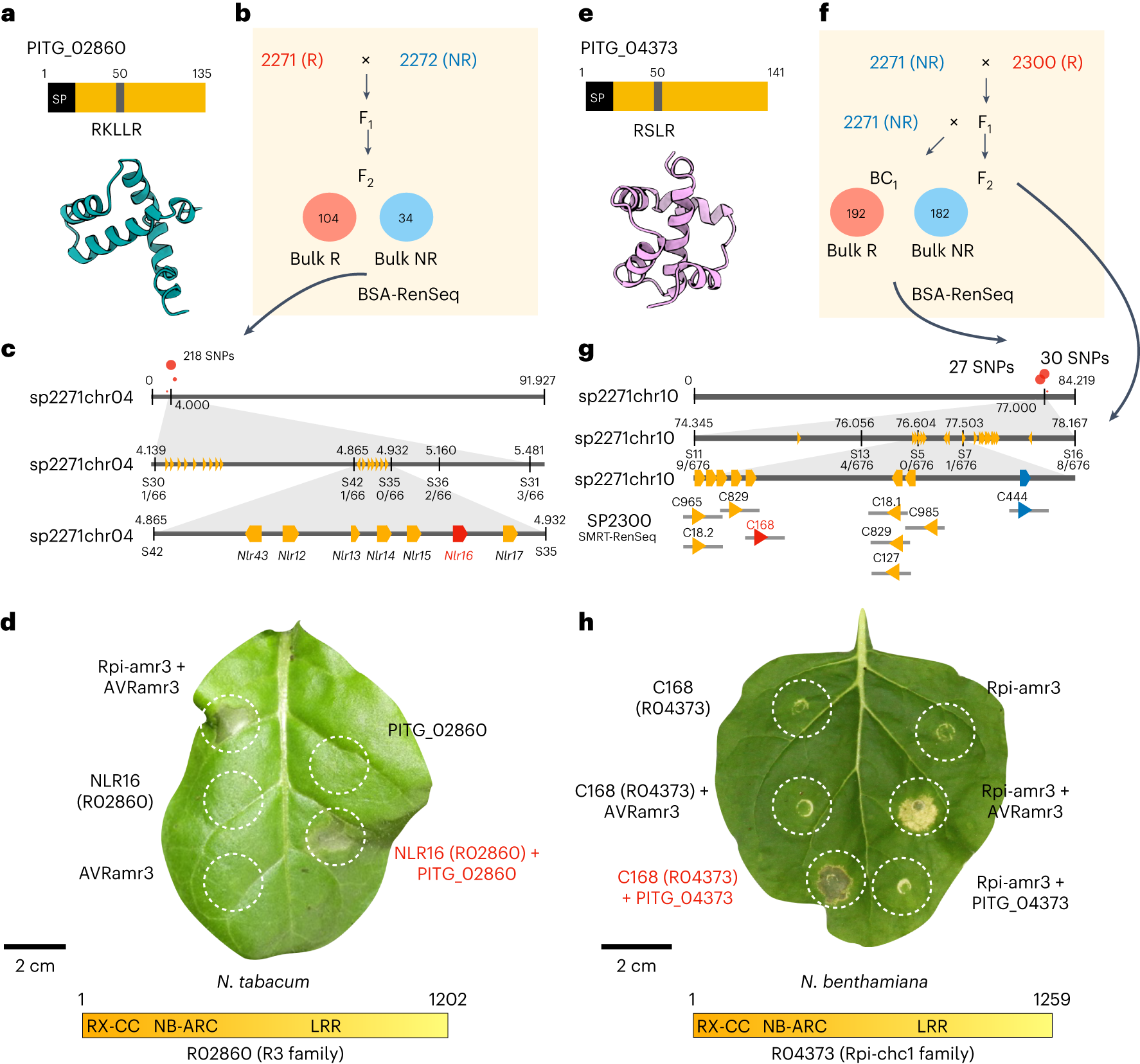 Fig. 5: Identification of R02860 and R04373 that recognize the RXLR effectors PITG_02860 and PITG_04373.