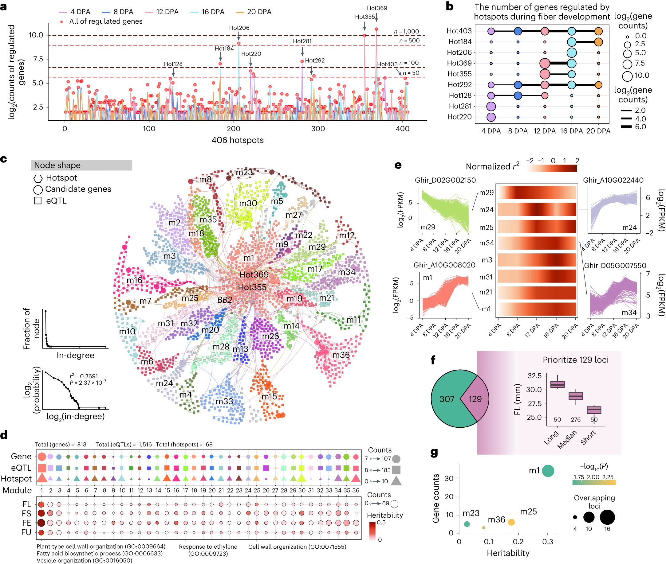 Fig. 3: eQTL hotspots and genetic network of genes associated with fiber quality.