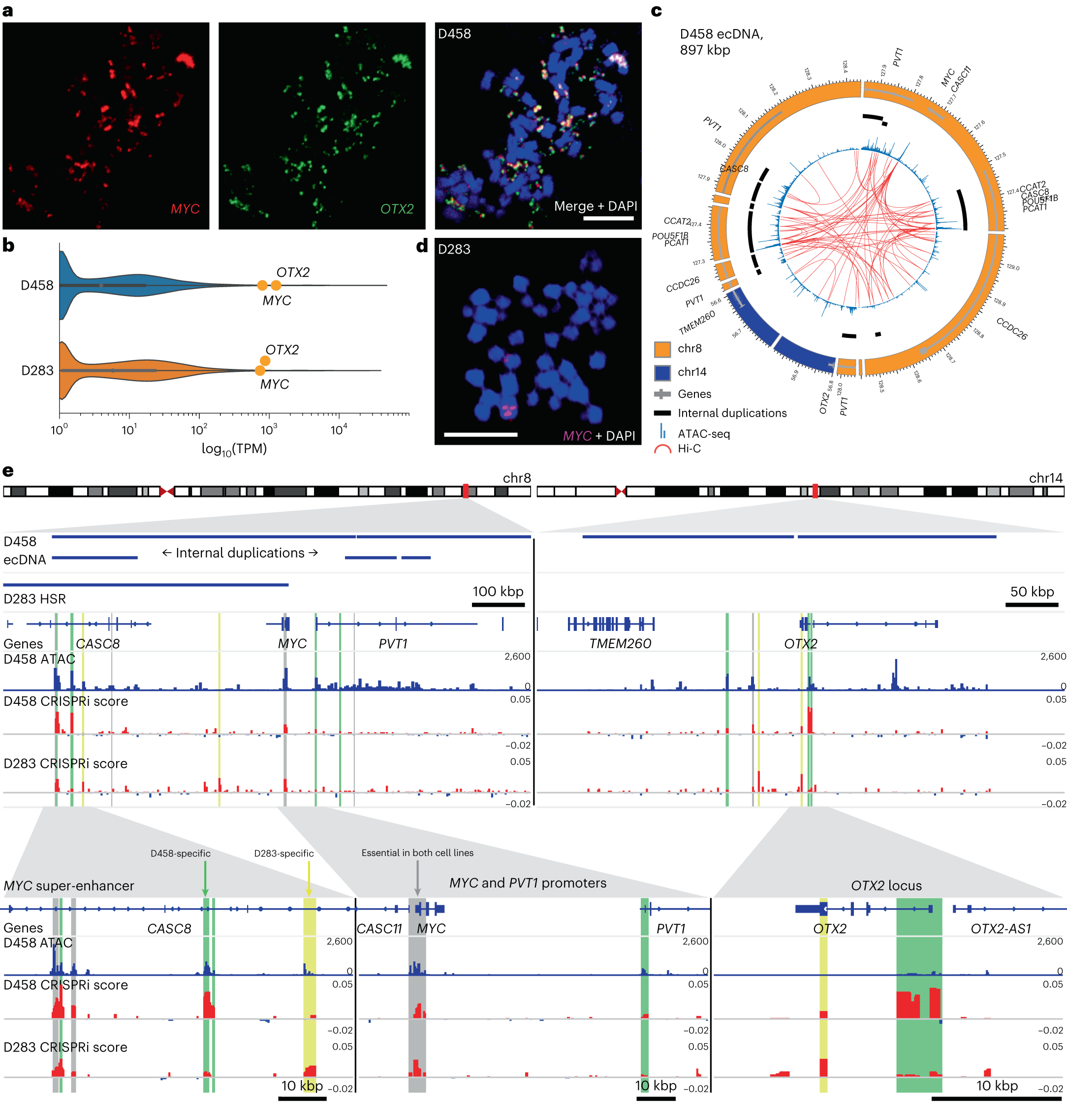 Fig. 5: Enhancer rewiring in medulloblastoma ecDNA affects cell proliferation.