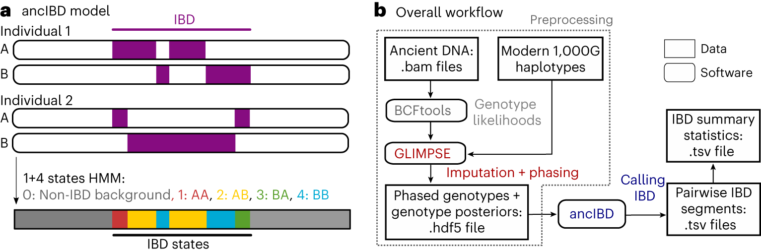 Fig. 1: Overview of the ancIBD algorithm.