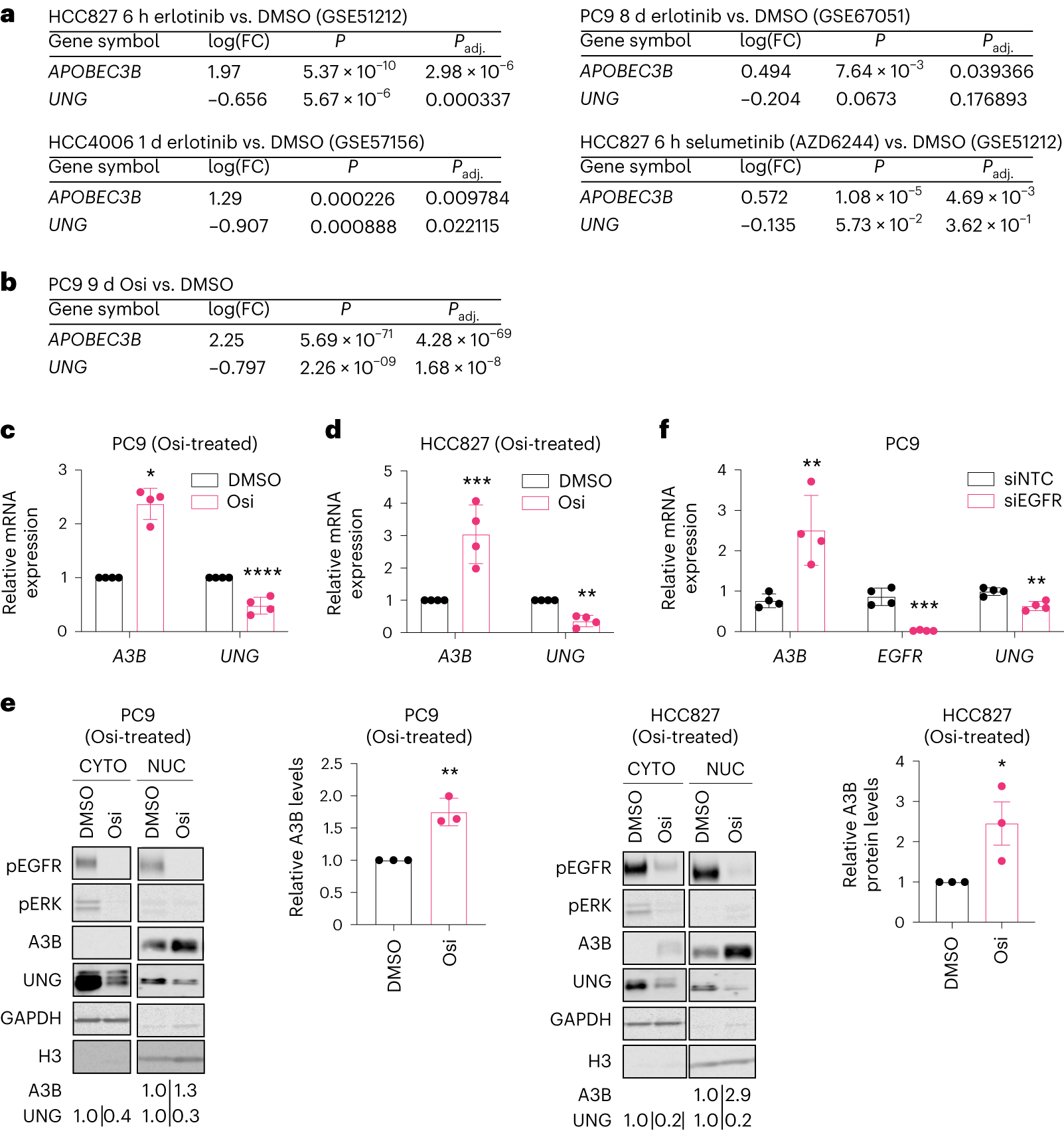 Fig. 5: Treatment with TKI induces APOBEC3B upregulation.