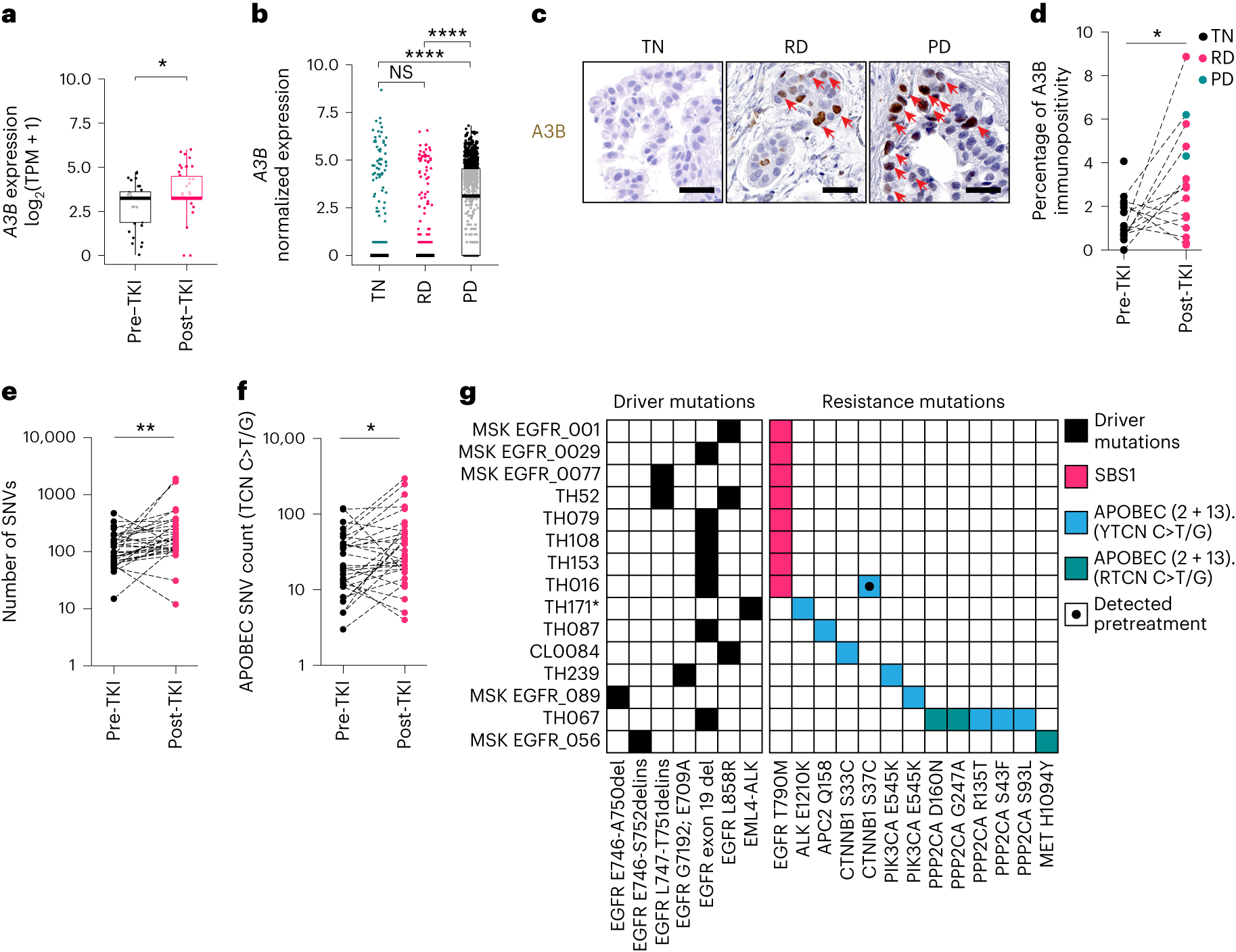 Fig. 7: APOBEC3B expression and APOBEC-associated mutations are elevated with targeted therapy in patients with NSCLC.