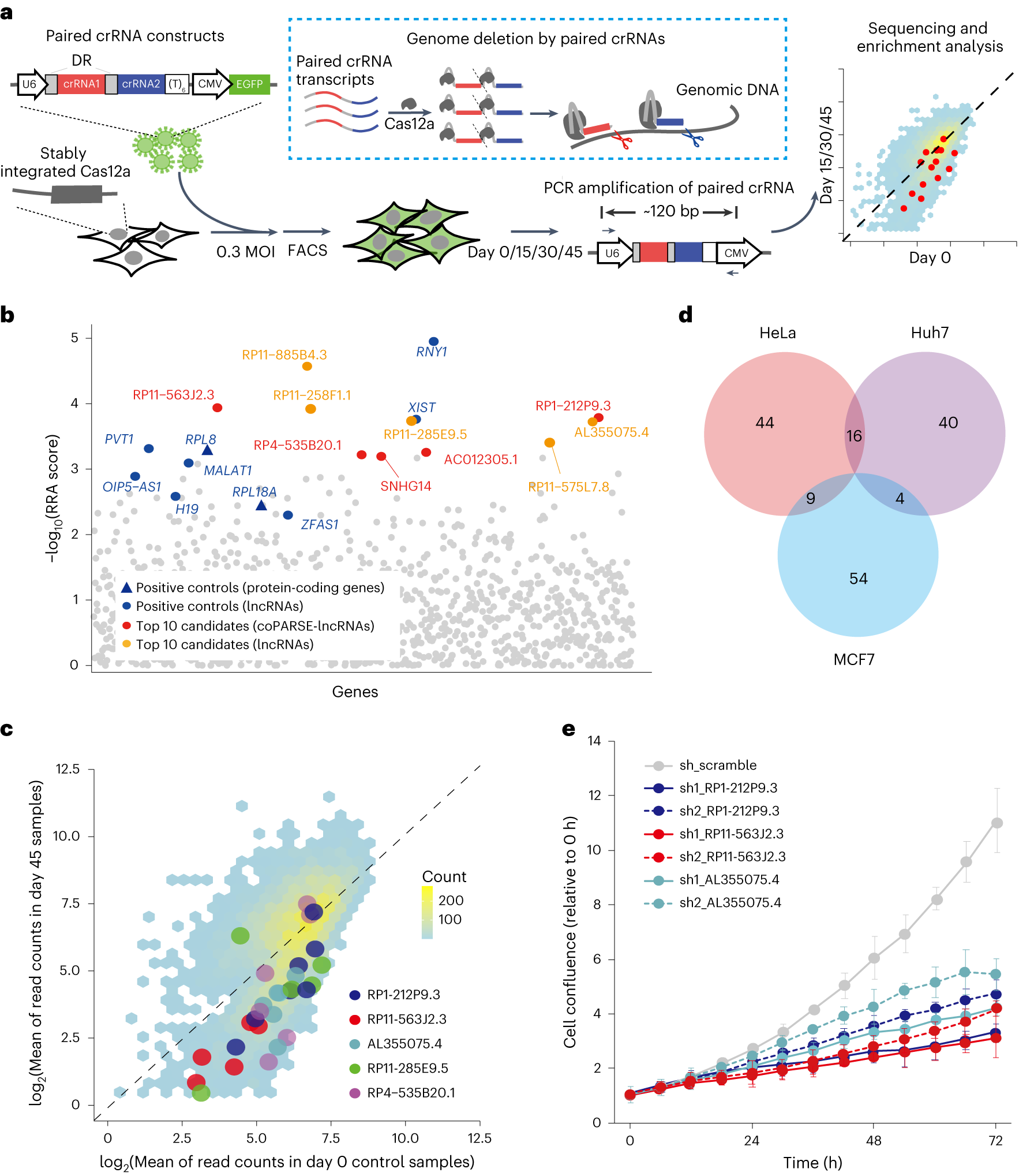 Fig. 3: CRISPR–Cas12a screening and validation of coPARSE-lncRNA functions.
