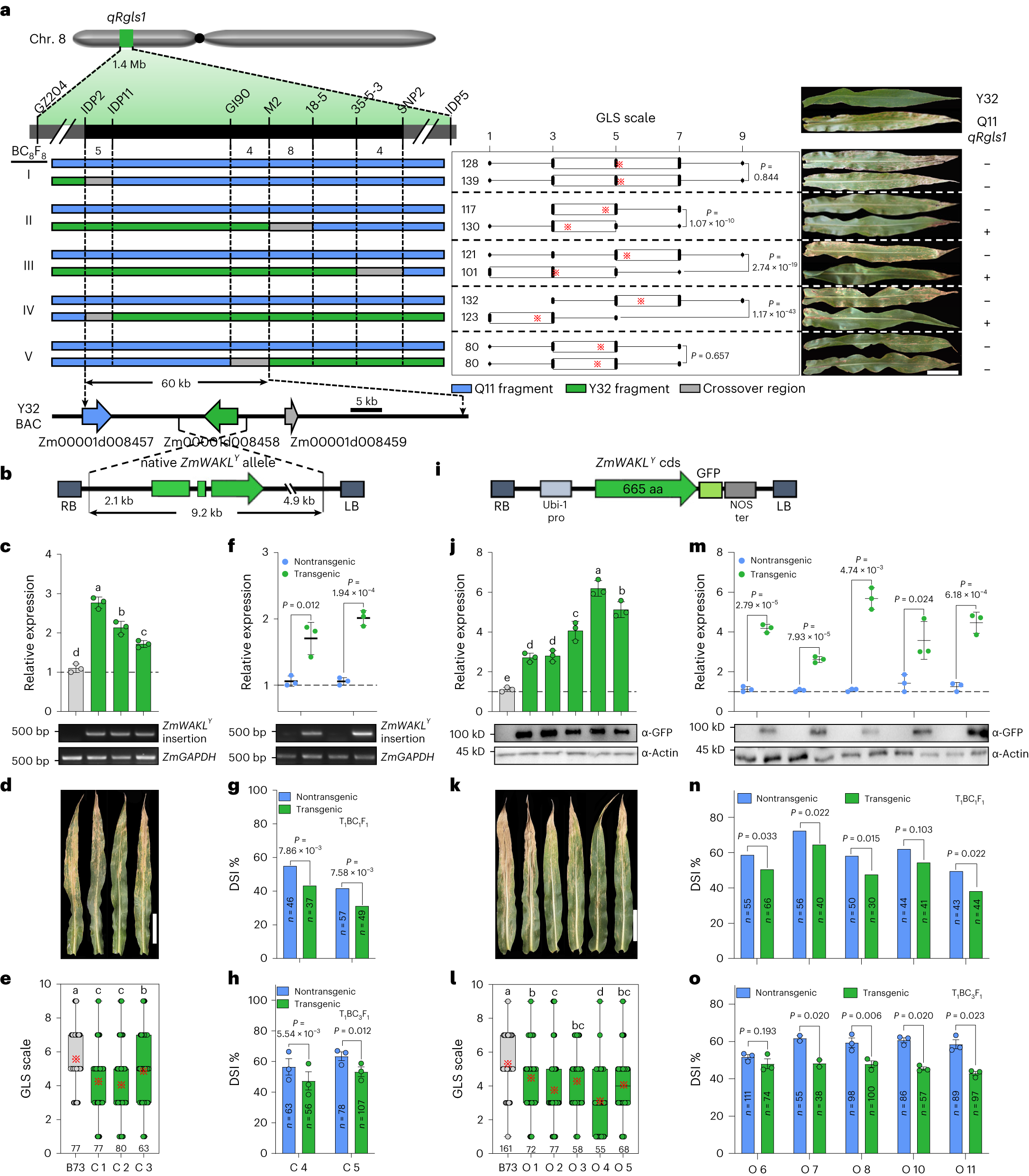 Fig. 1: Map-based cloning of the quantitative GLS-resistance gene at the qRgls1 locus.