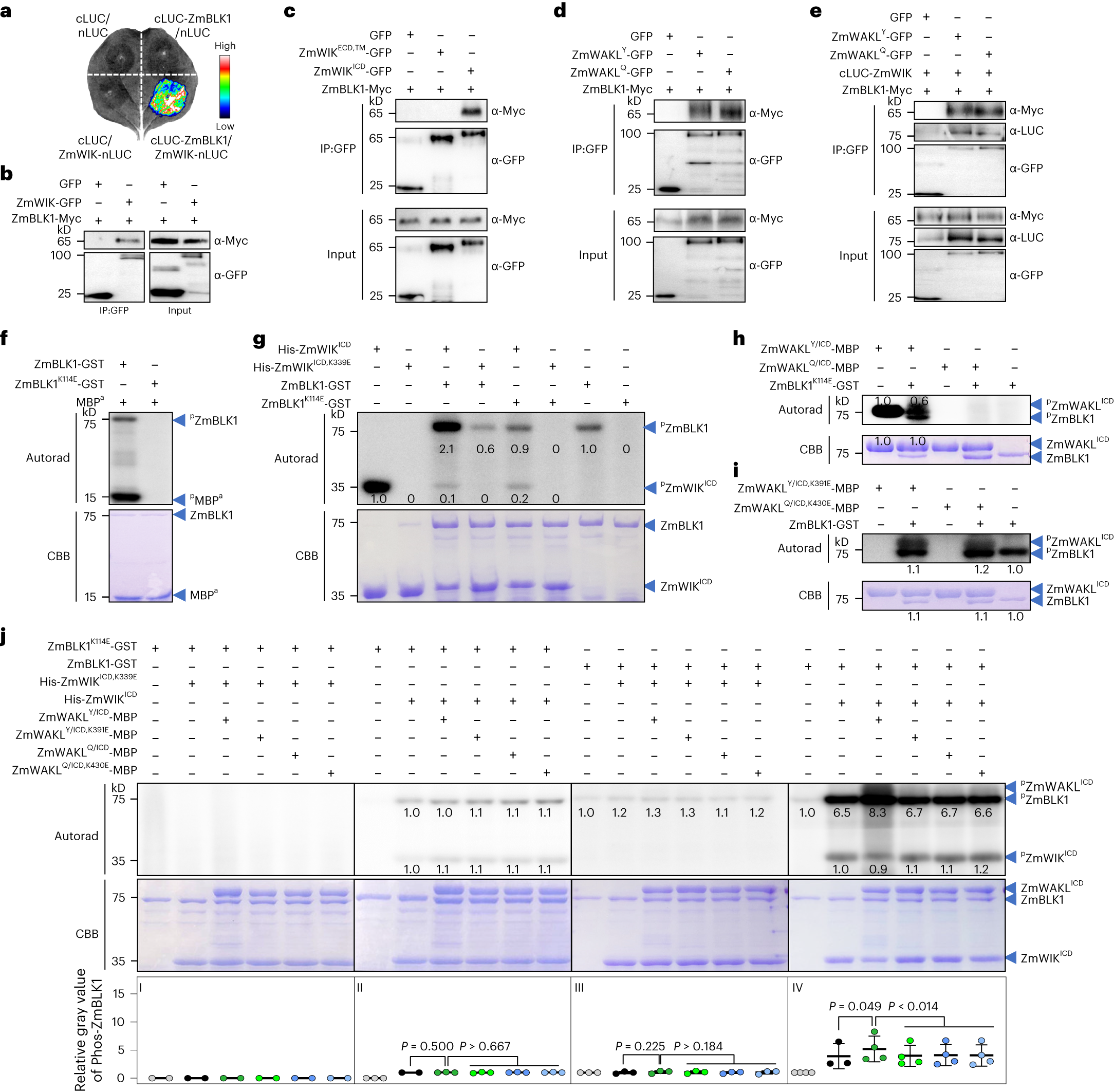 Fig. 4: ZmBLK1 is a cytoplasmic kinase downstream of the ZmWAKL/ZmWIK complex.