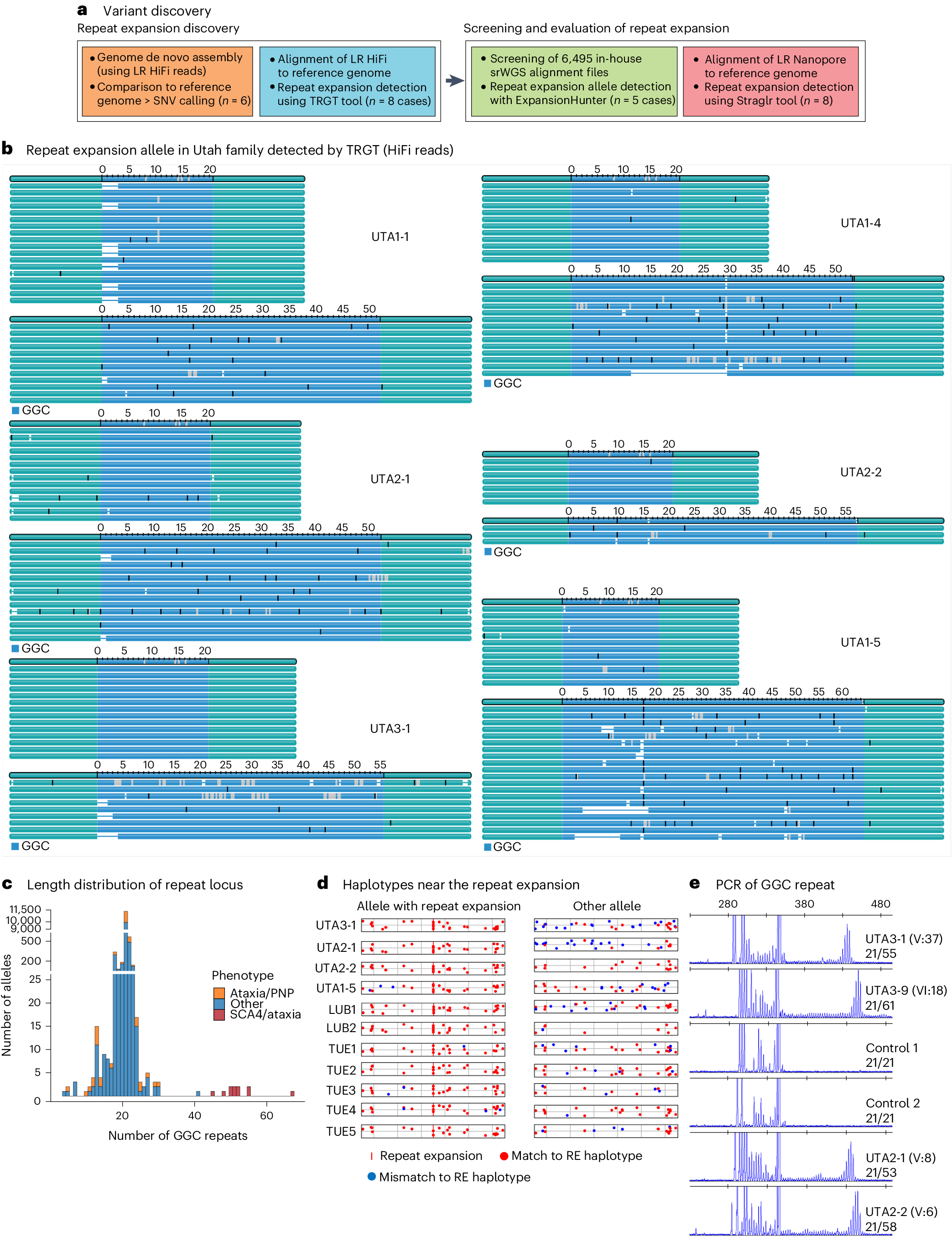 A GGC-repeat expansion in ZFHX3 encoding polyglycine causes 
