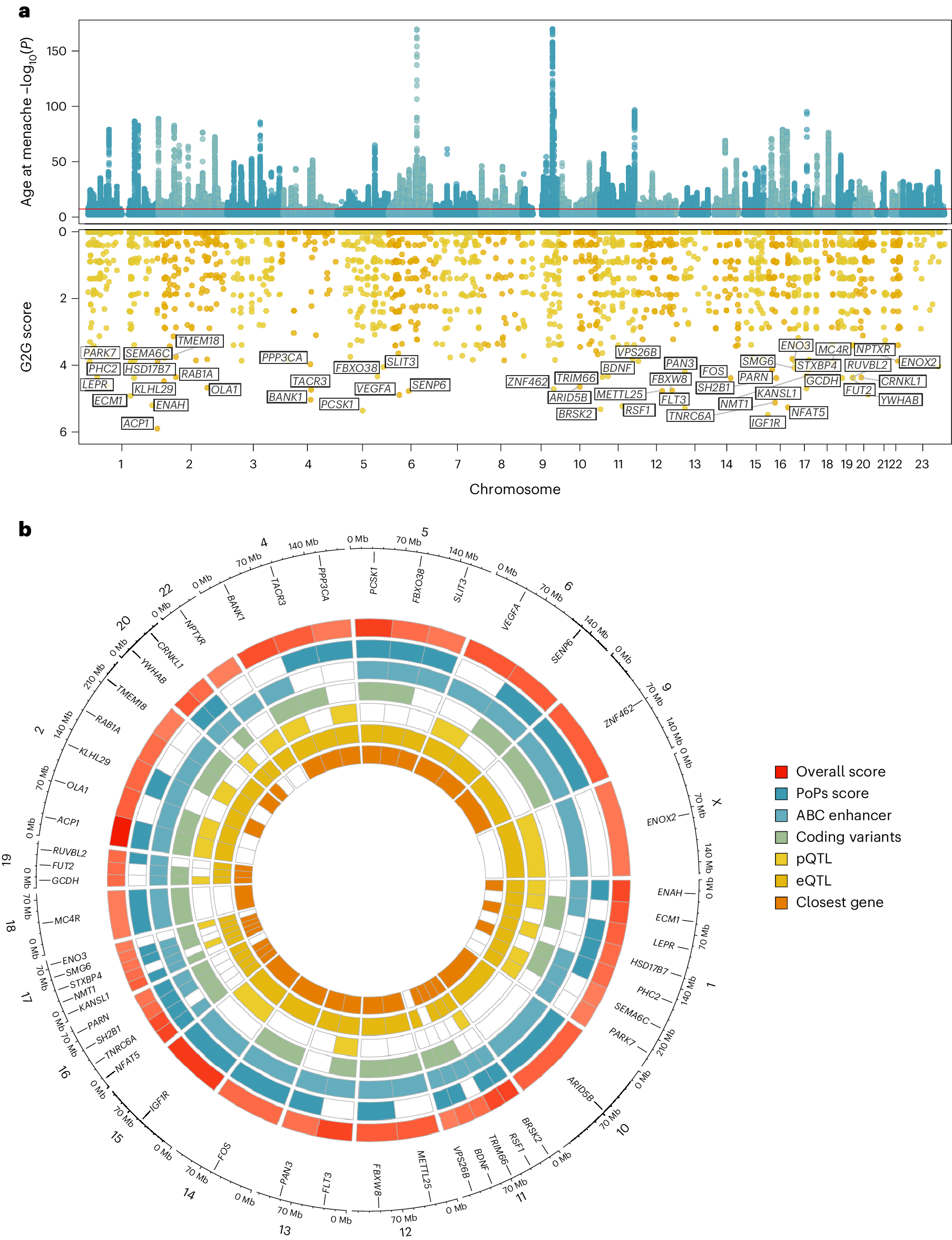 Understanding the genetic complexity of puberty timing across the allele  frequency spectrum | Nature Genetics