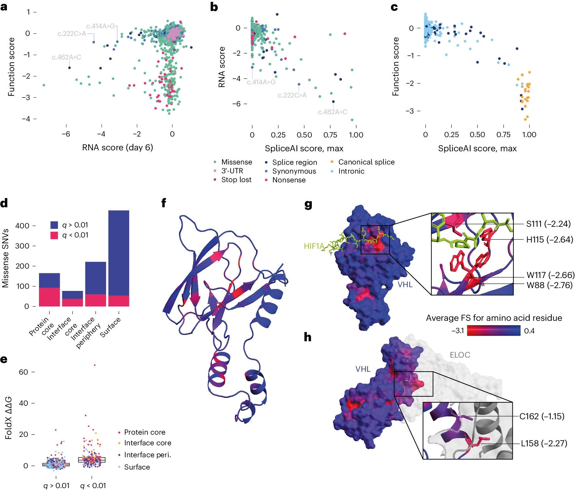 Fig. 3: Function scores capture fitness effects secondary to splicing alterations and impairment of protein function.