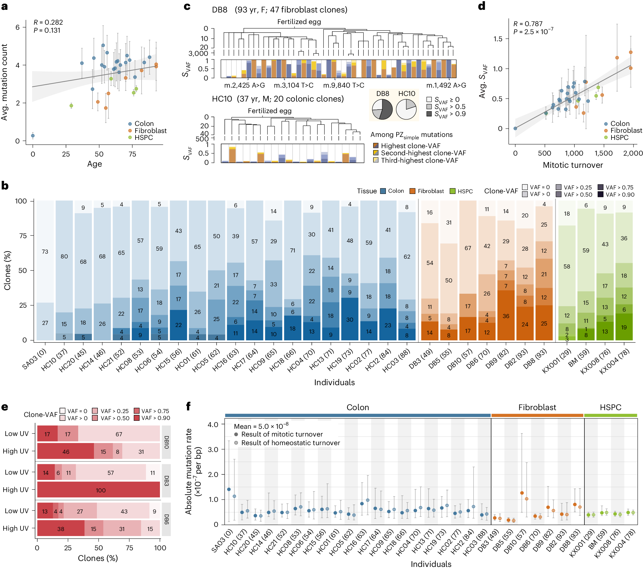 Fig. 4: Postzygotic mtDNA variants toward homoplasmy in aged cells.