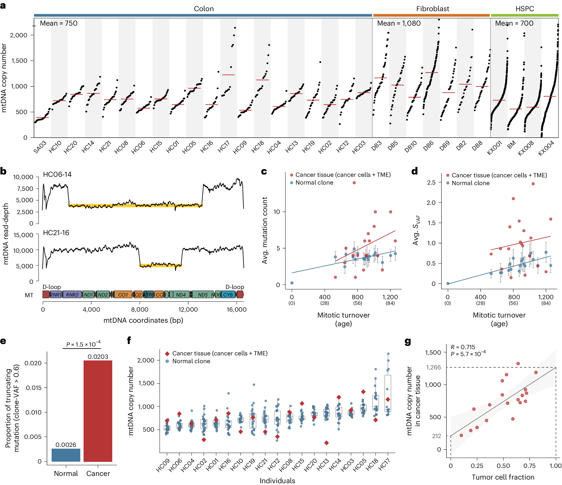 Fig. 6: mtDNA copy number in somatic cells and mtDNA in cancer.