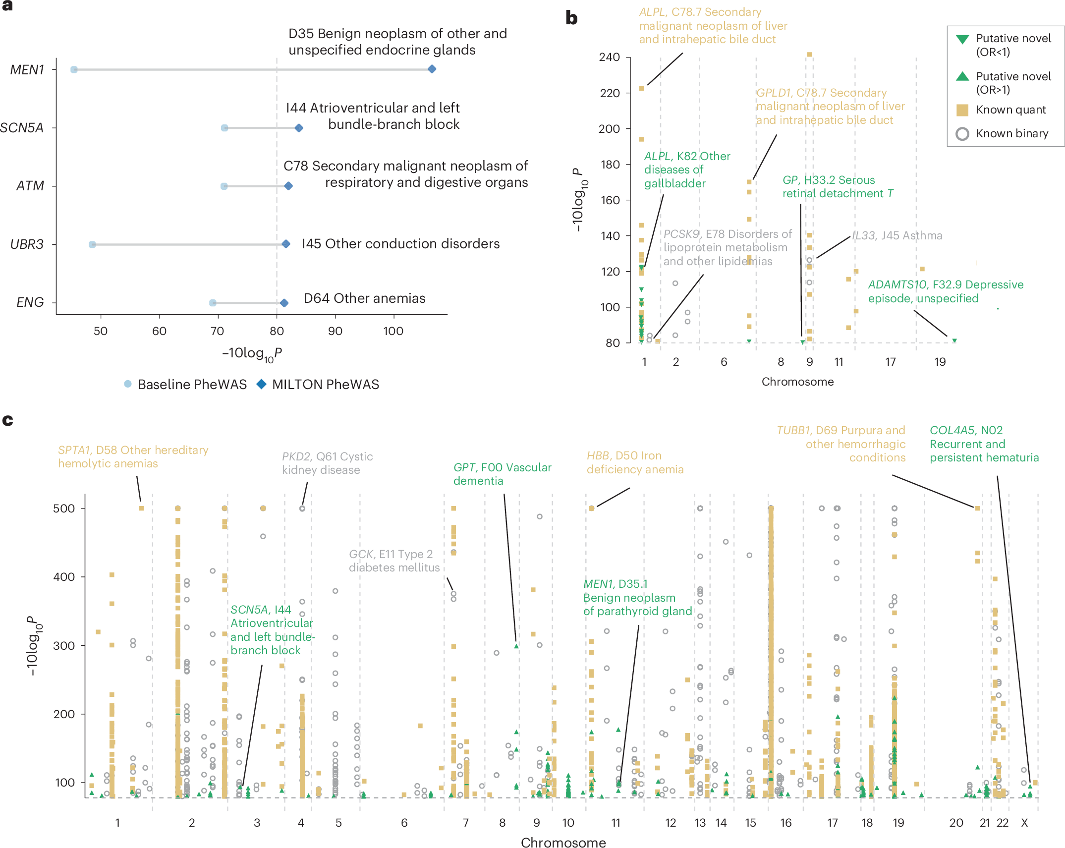 Fig. 5: PheWAS results on MILTON-augmented cohorts, based on whole-genome sequencing data, and stratification across known and putative novel hits.