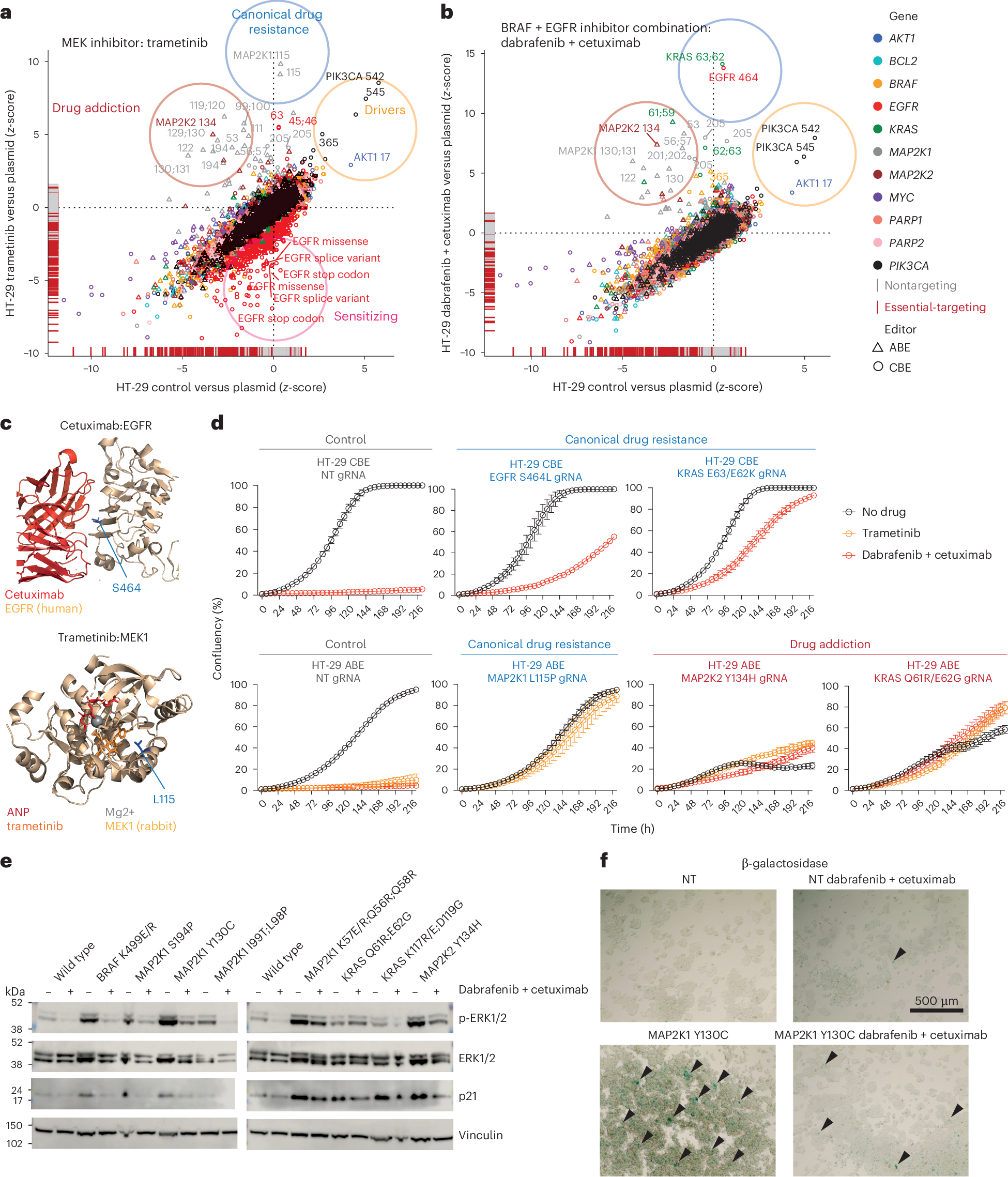 Fig. 2: Variants modulating drug sensitivity cluster into four functional classes.