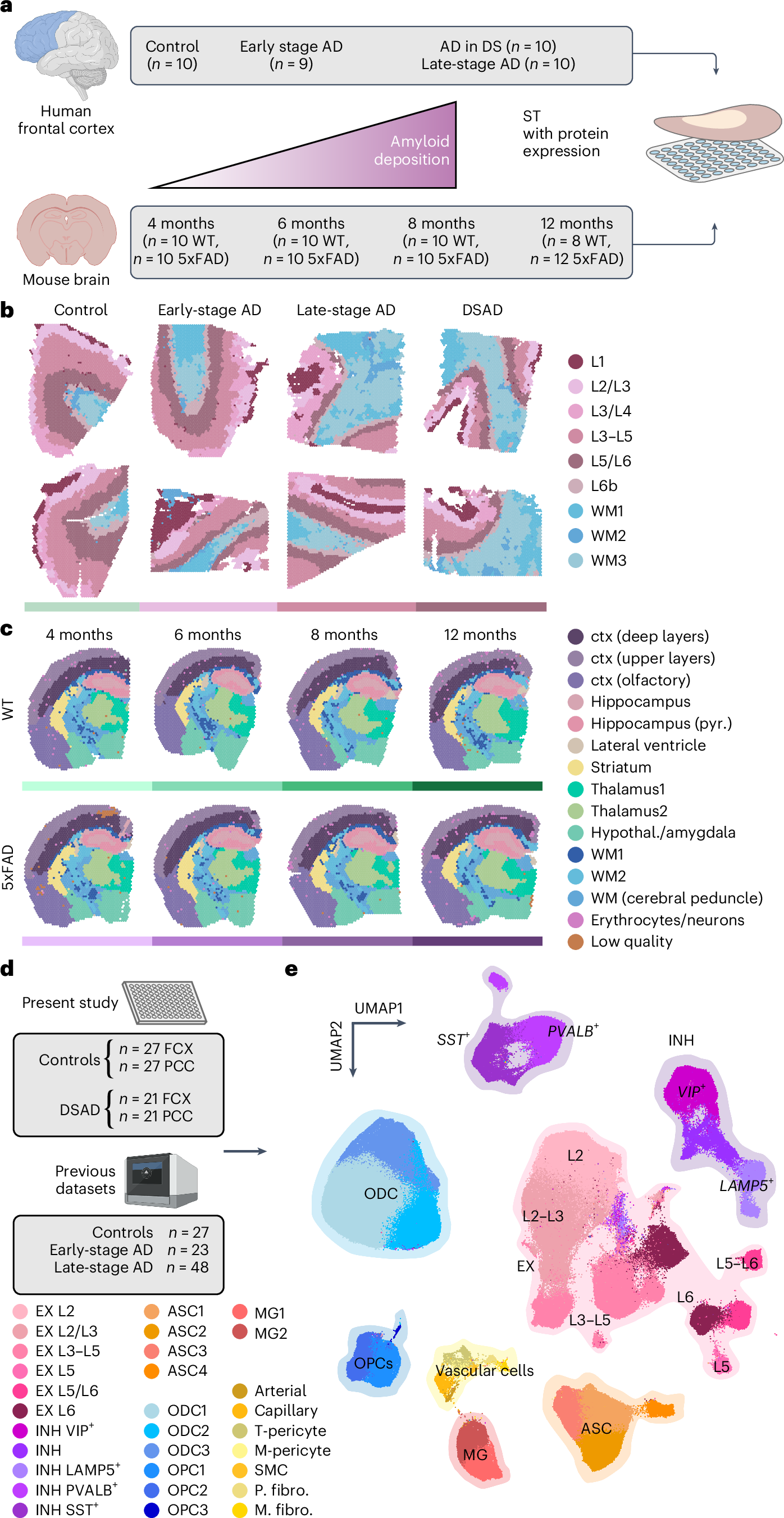 Fig. 1: ST and single-nucleus transcriptomic analysis of genetic and sporadic forms of AD.