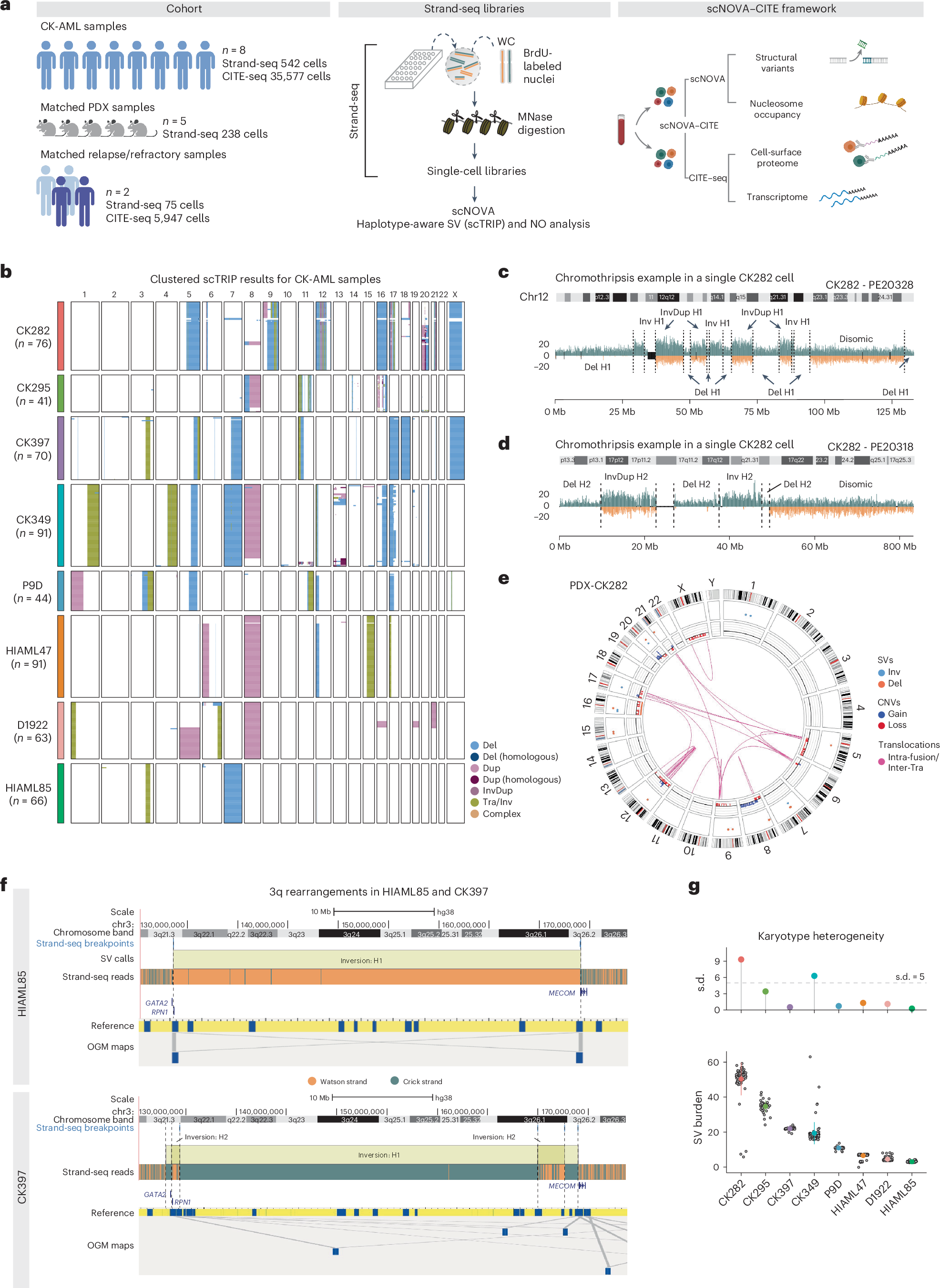 Fig. 1: Complex chromosomal rearrangements drive karyotype heterogeneity in CK-AML.