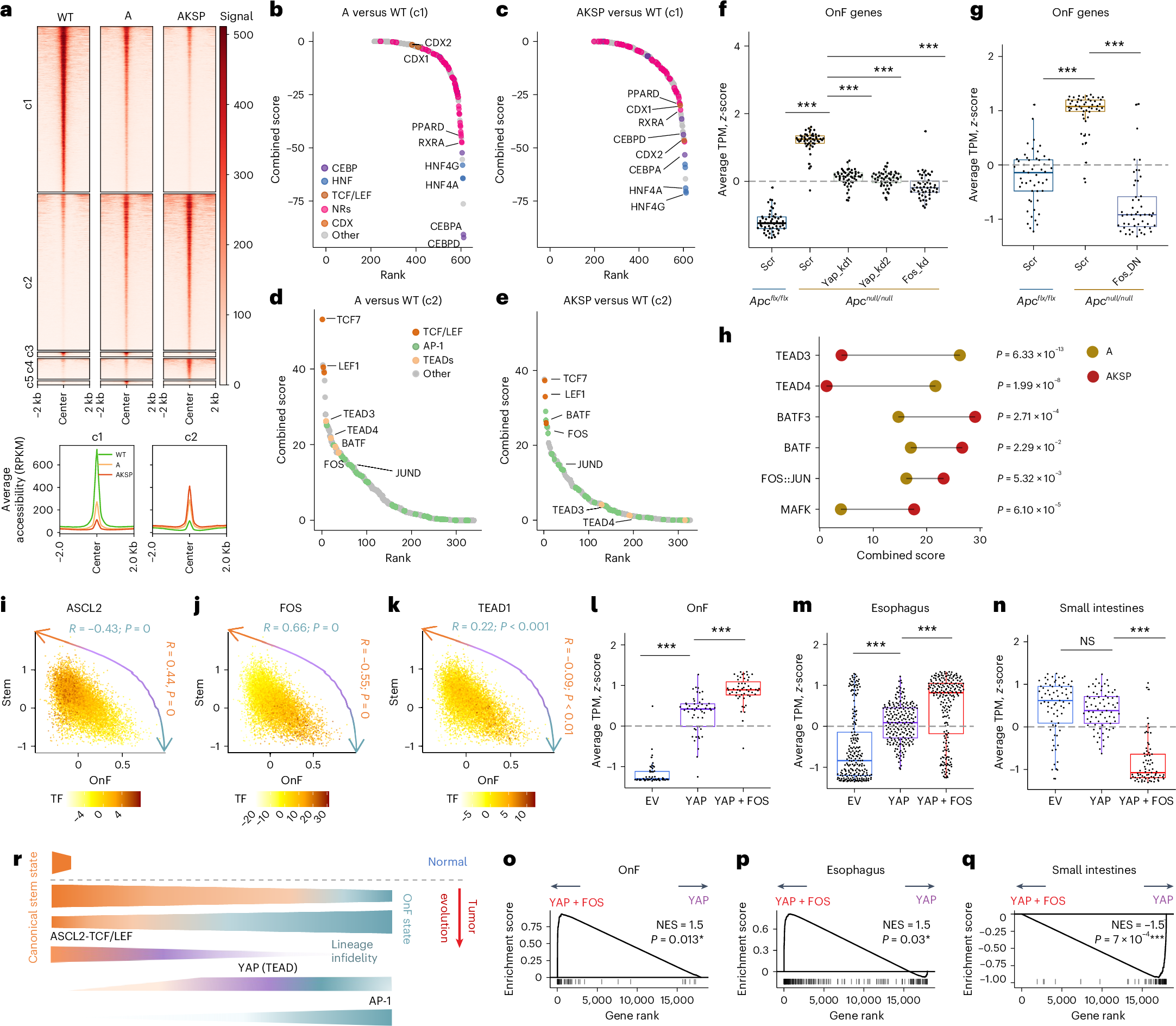 Fig. 2: Distinct roles of YAP and AP-1 in OnF reprograming during CRC evolution.