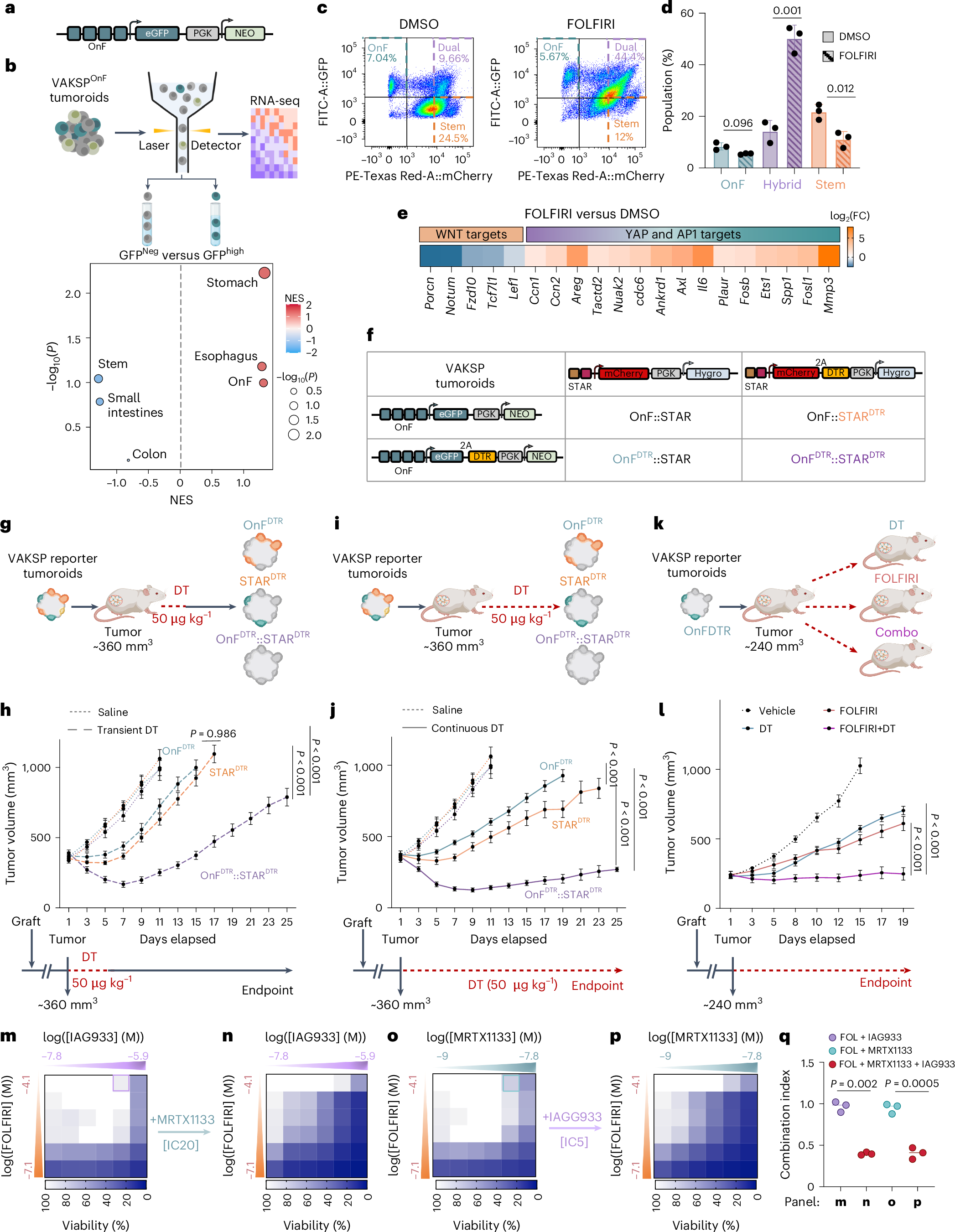 Fig. 4: Visualization and targeting of the OnF program in CRC.