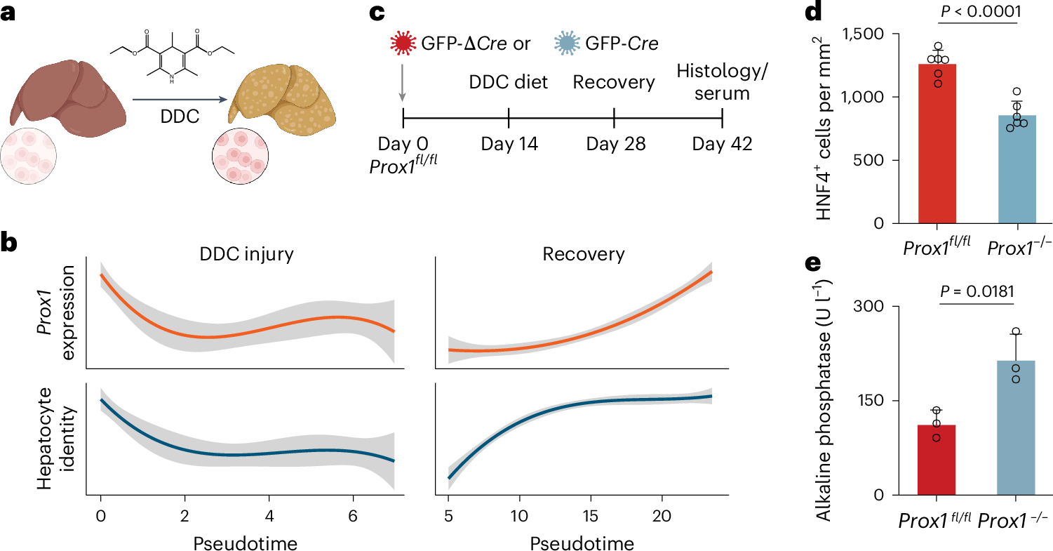 Fig. 3: PROX1 is necessary during liver regeneration.