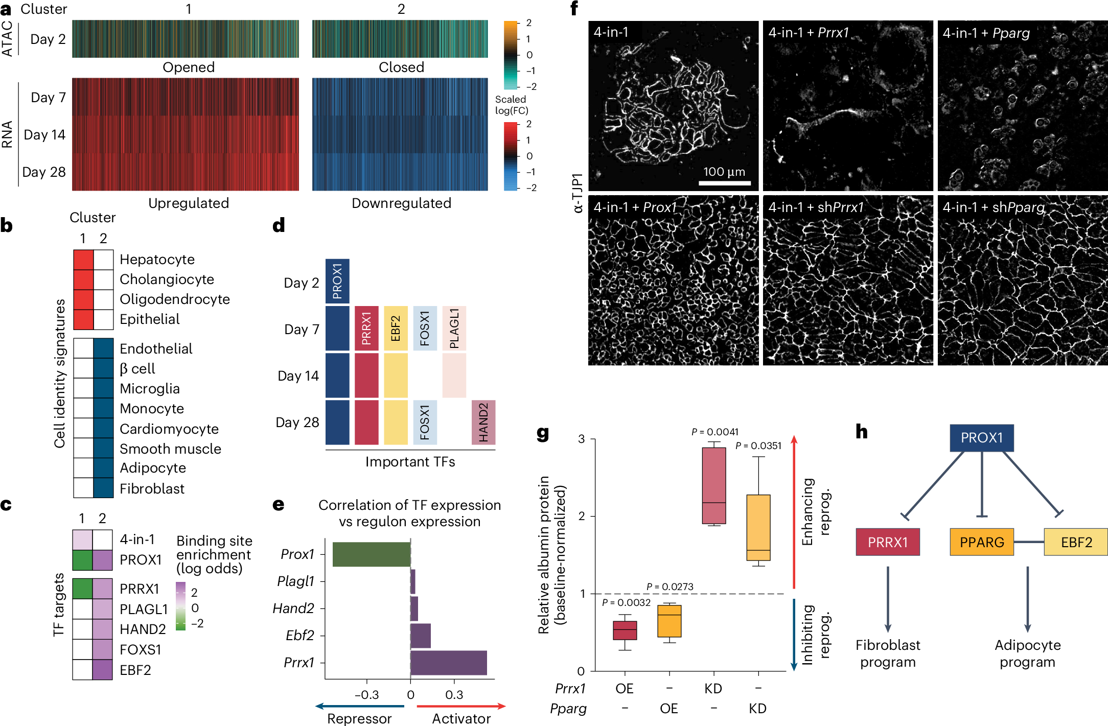 Fig. 6: Alternative master regulators are silenced by PROX1.