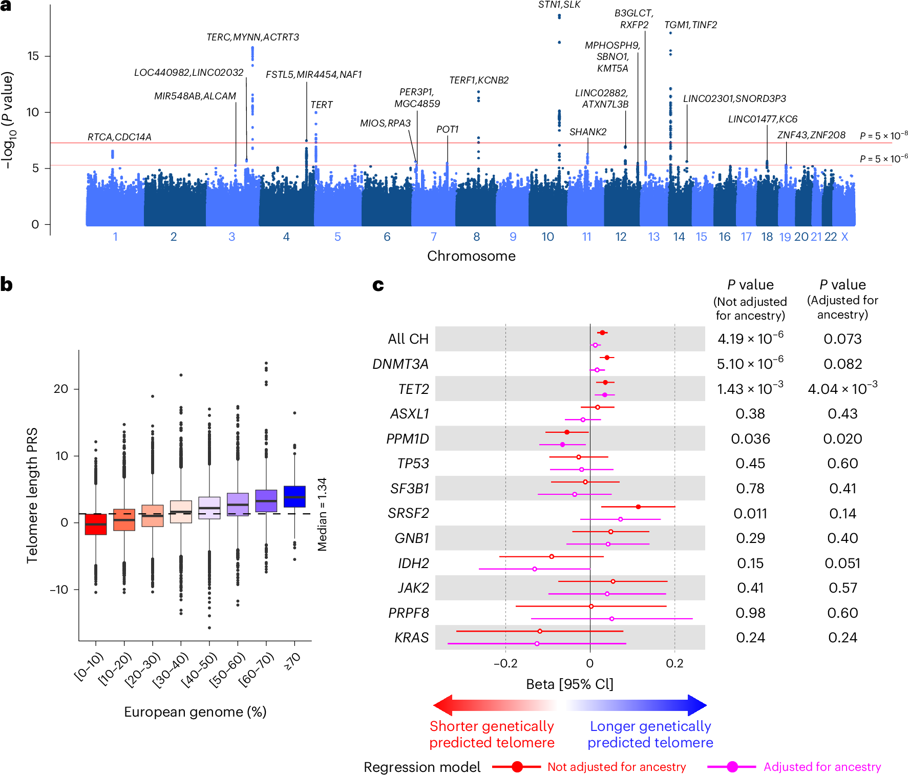 Fig. 3: Telomere length association with ancestry and CH in the MCPS.
