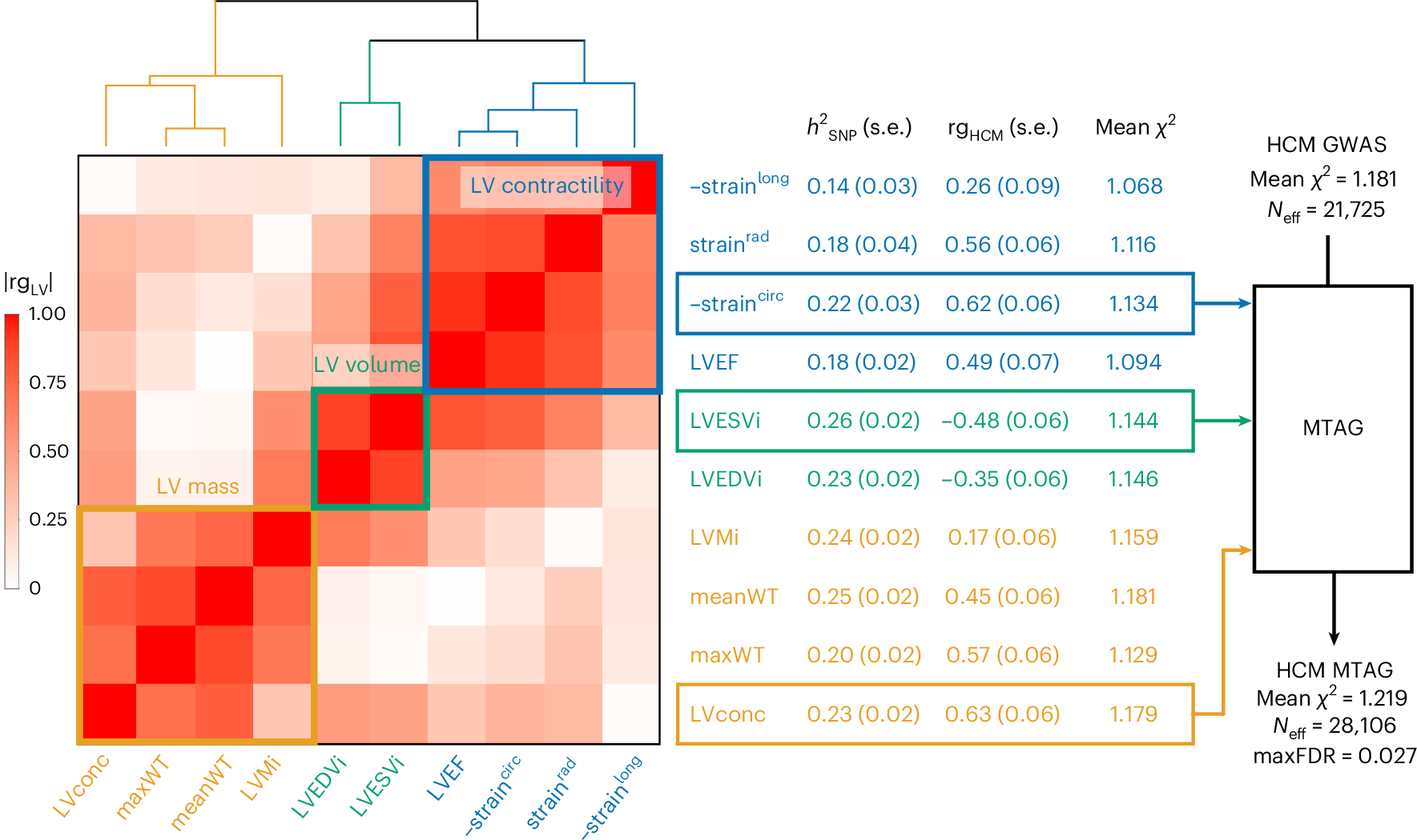Fig. 2: Genetic correlation of LV traits and HCM and use of MTAG to empower locus discovery.