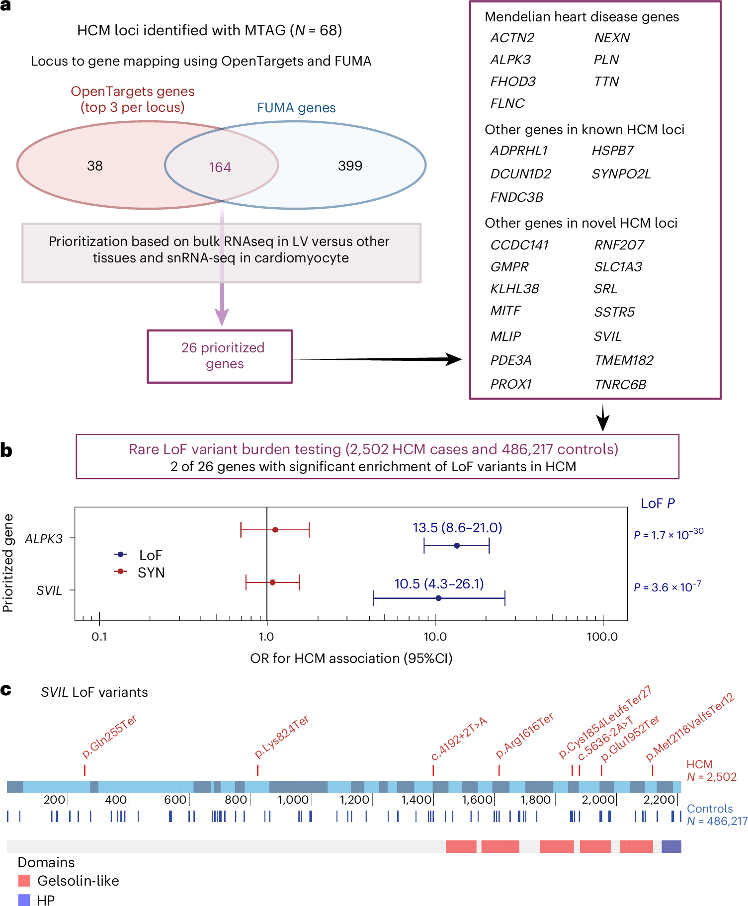 Fig. 4: HCM locus-to-gene mapping, prioritization and rare LoF association testing identifies SVIL as a new HCM disease gene.