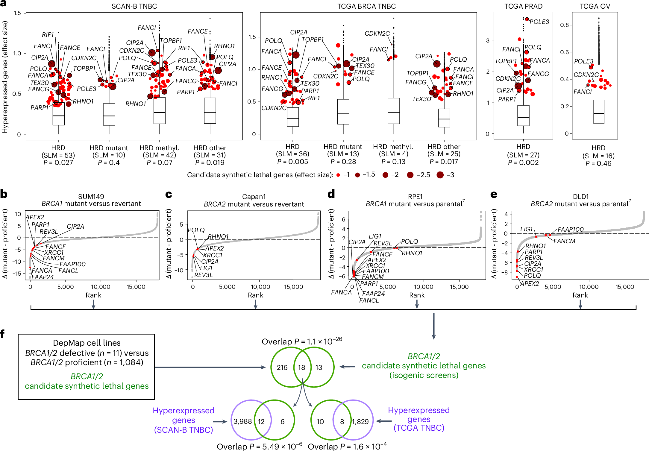 Fig. 3: Synthetic lethal effects associated with HR deficiency and their validation in isogenic screens.