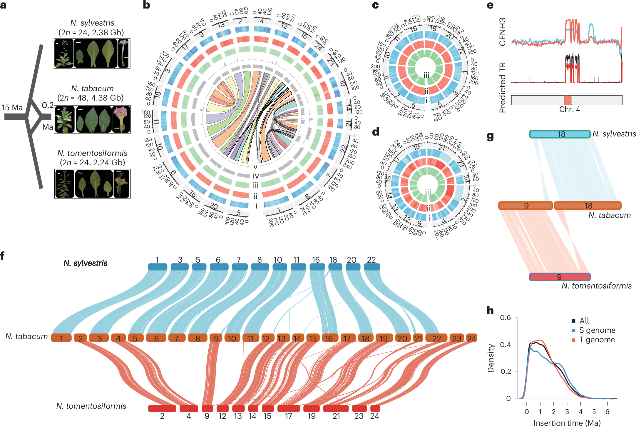 The genome and GeneBank genomics of allotetraploid Nicotiana tabacum  provide insights into genome evolution and complex trait regulation