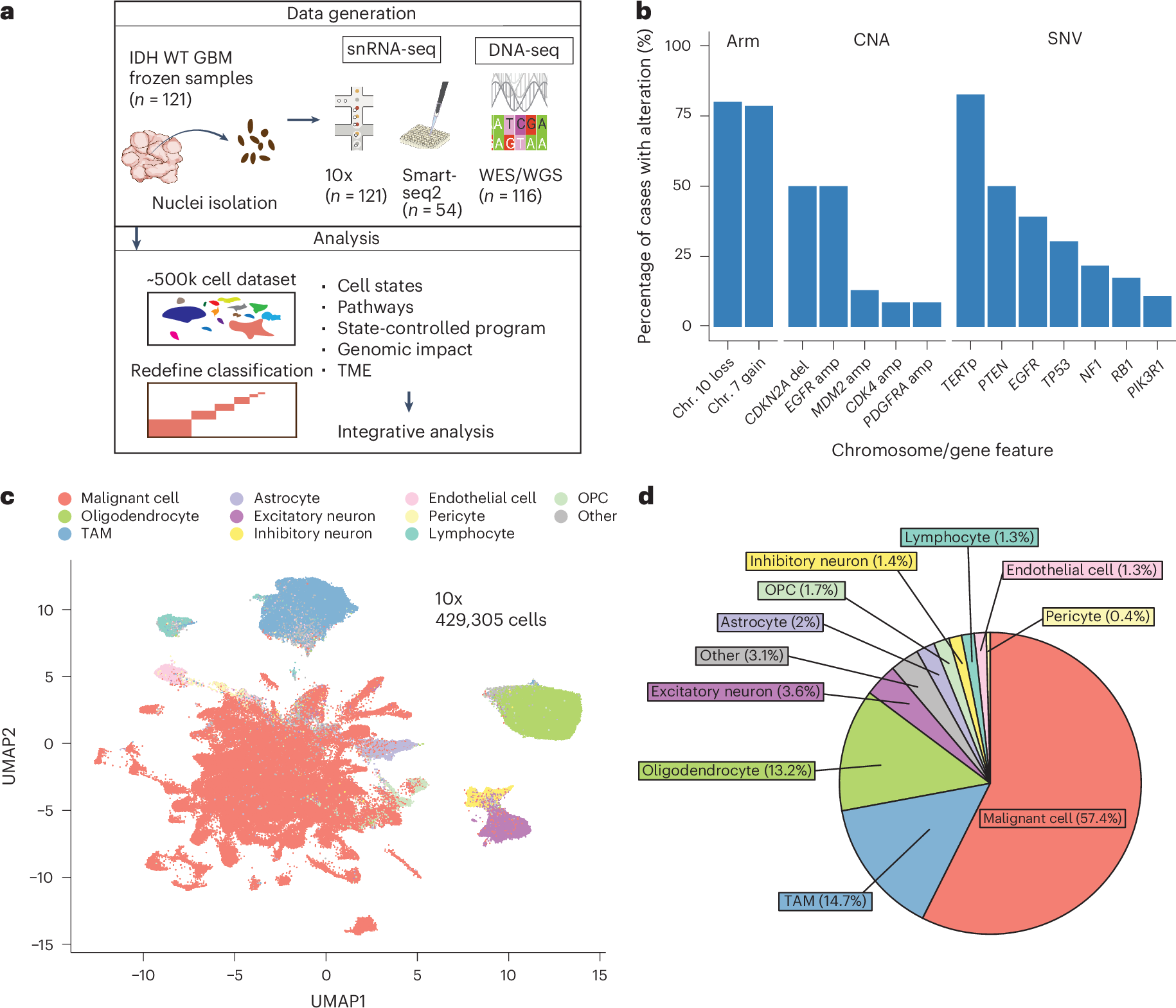 膠芽腫の再発と治療標的に関する新知見(Study Reveals Key Insights into Glioblastoma Recurrence, Possible Therapy Targets)