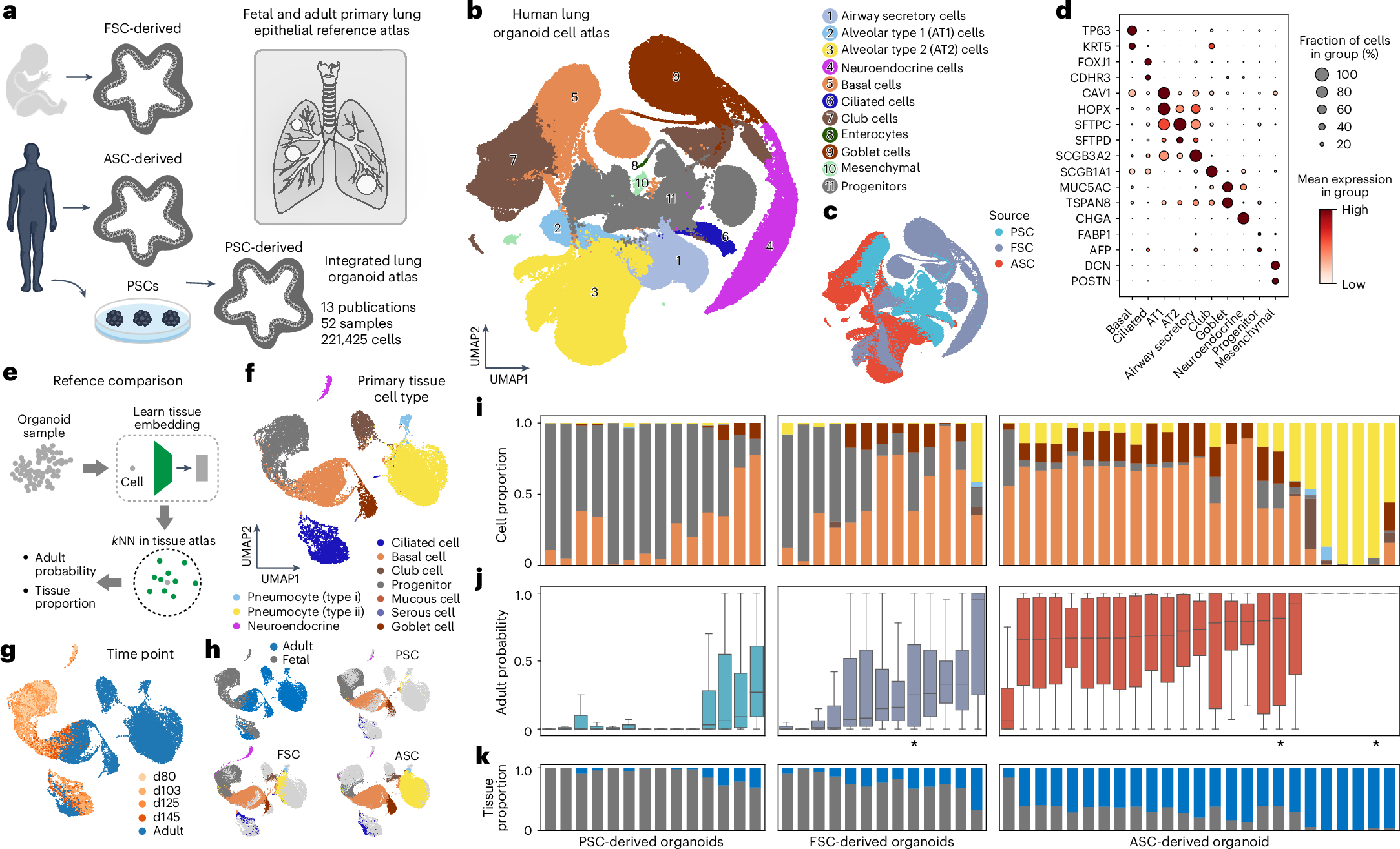 Fig. 4: Human lung organoids from different stem cell origins generate developing and adult cell states.
