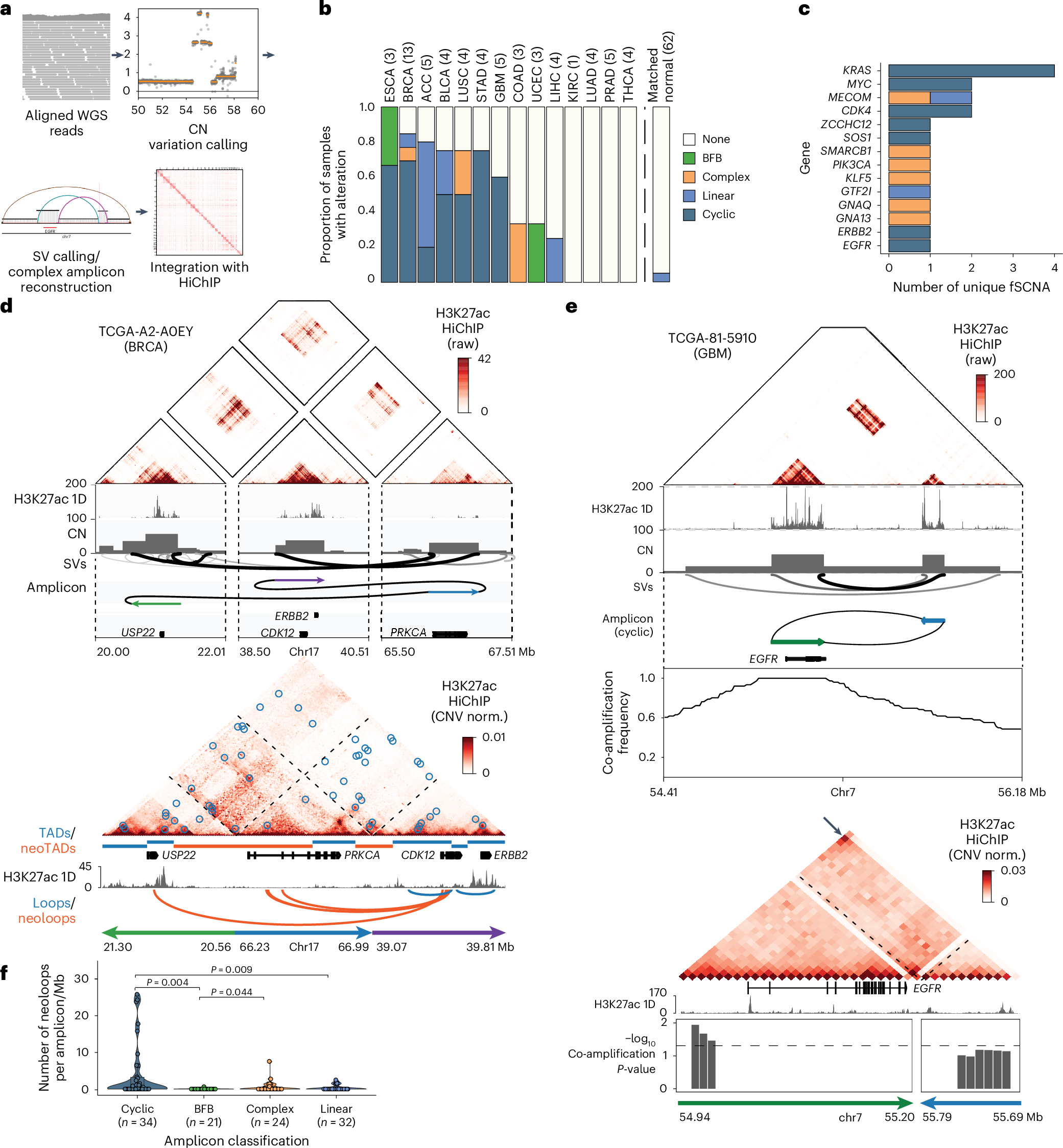 Fig. 5: Impact of structural rearrangement and ecDNA amplification on enhancer connectivity.