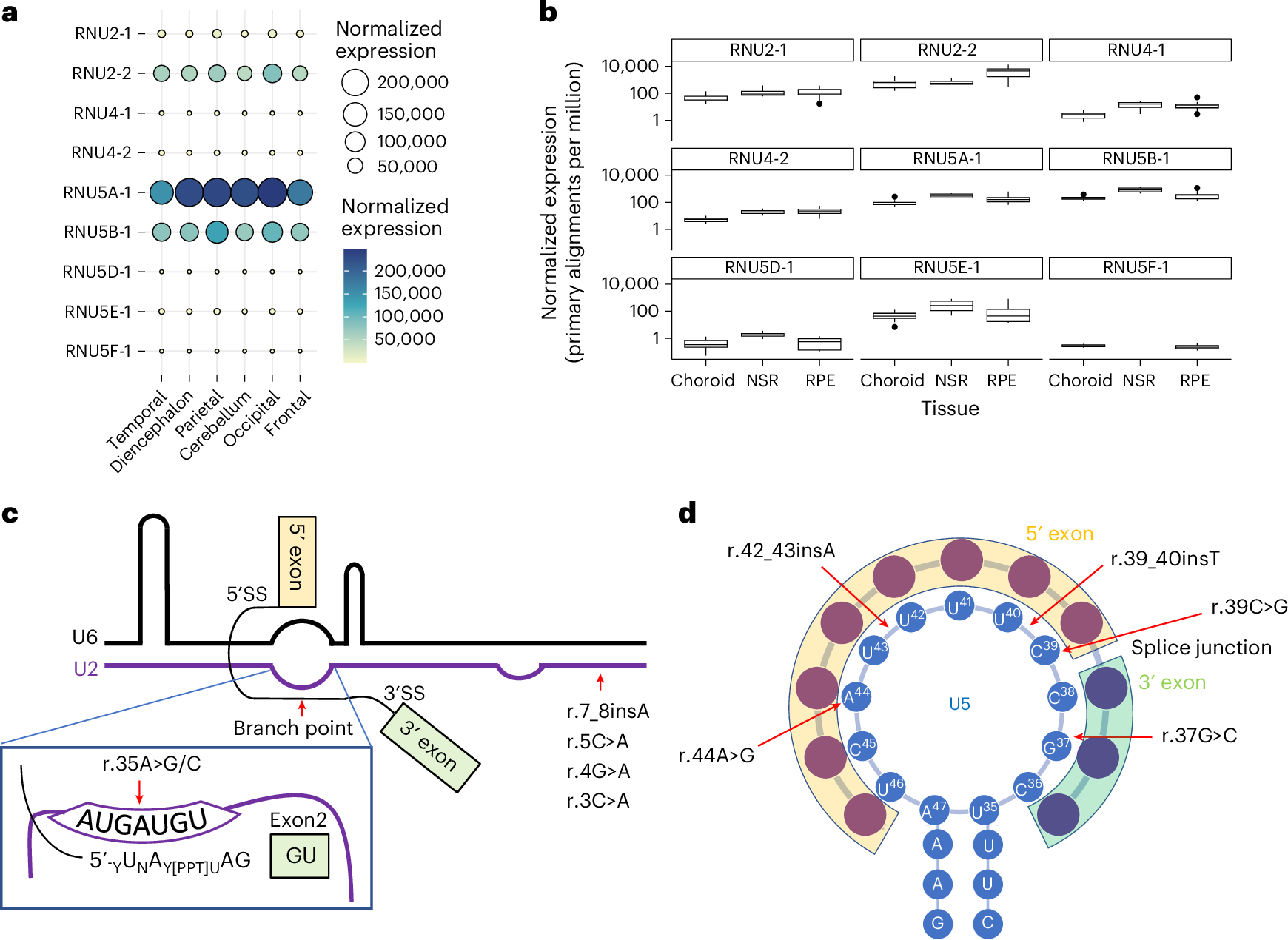 Fig. 3: Characterization of RNU2-2 and RNU5B-1 variants.