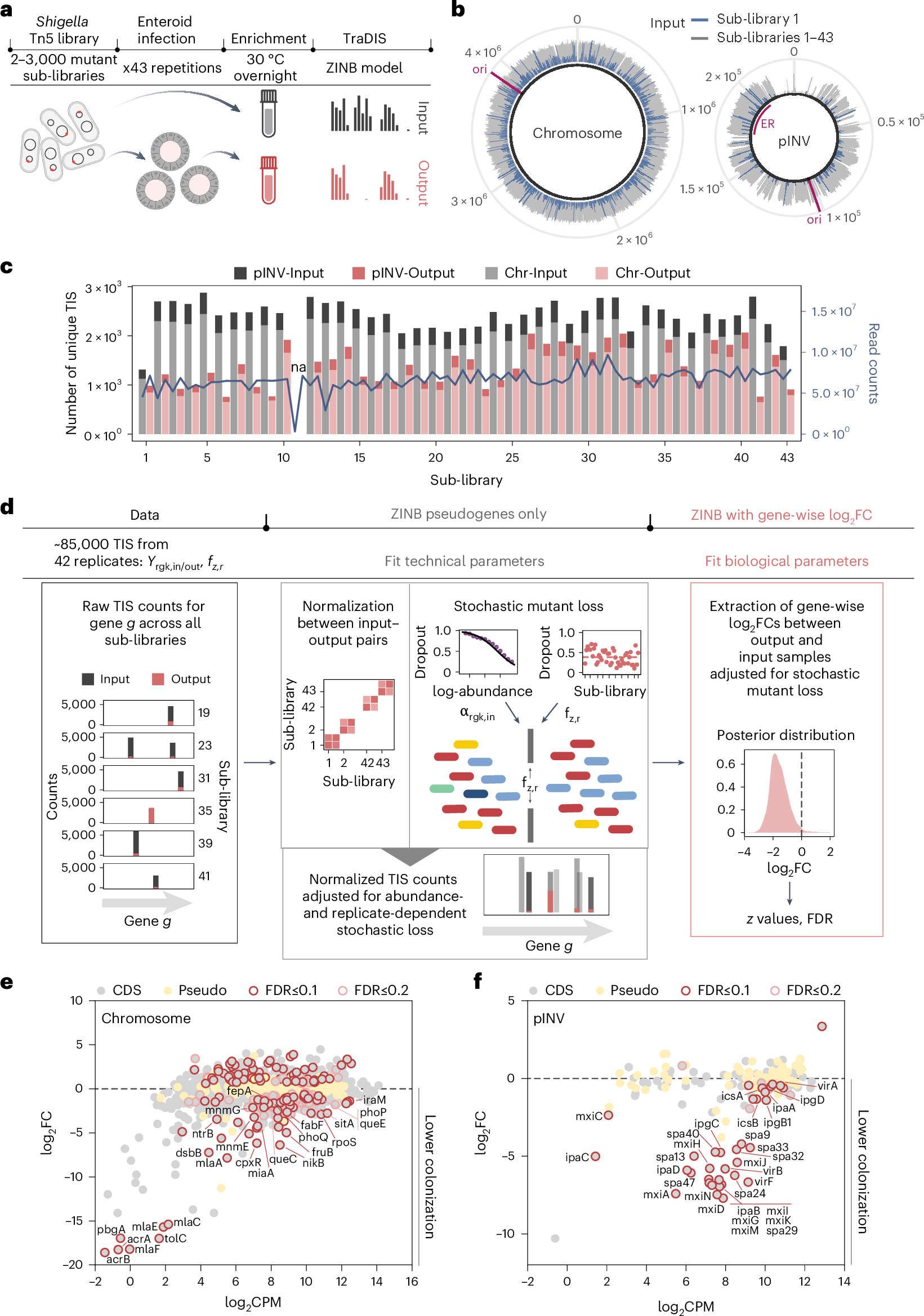 Fig. 2: Genome-wide map of the Shigella geneset required to invade the human enteroid infection model.