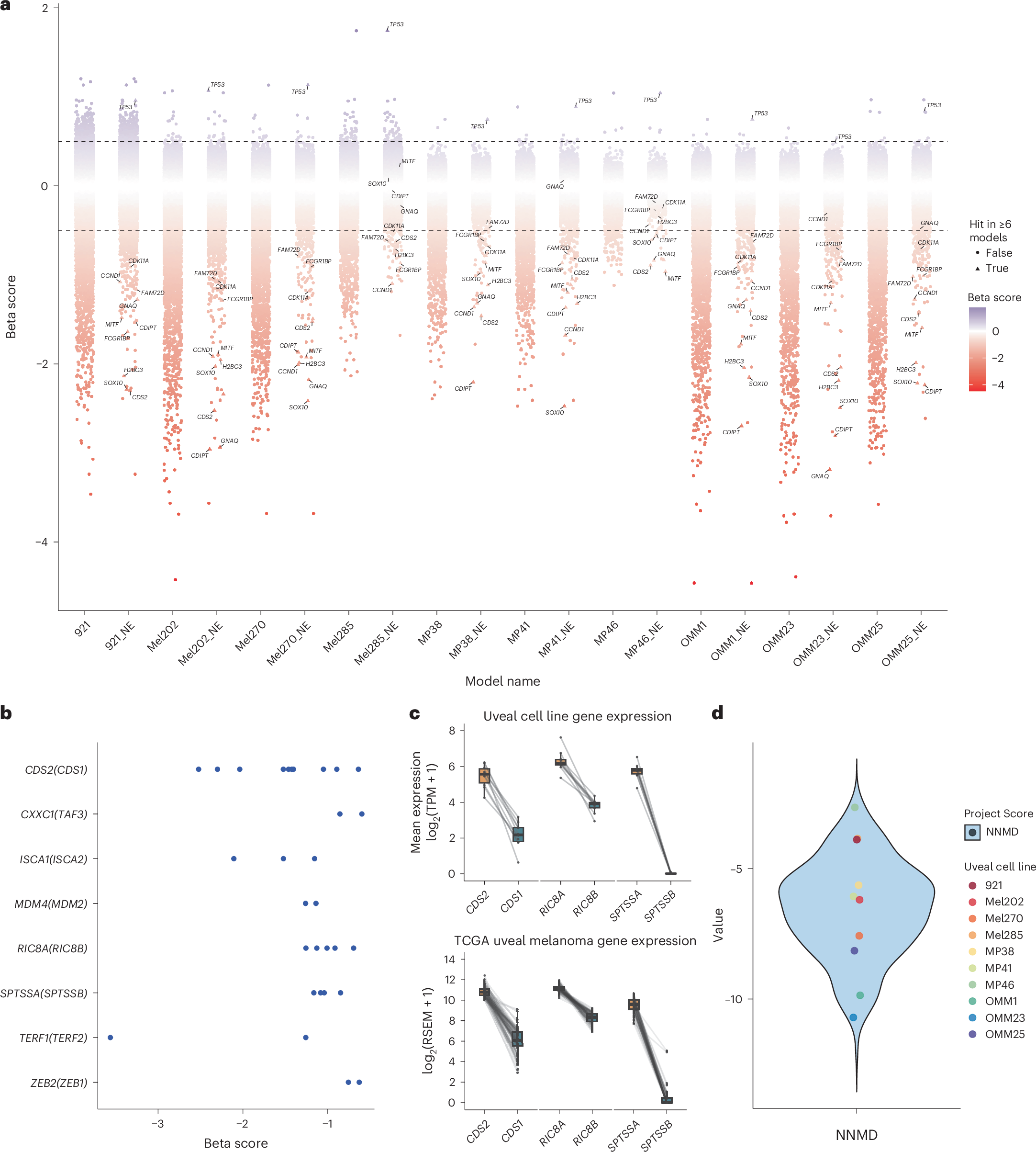 Fig. 3: Genome-wide single gRNA CRISPR screening identifies CDS2 as an essential gene in uveal melanoma.