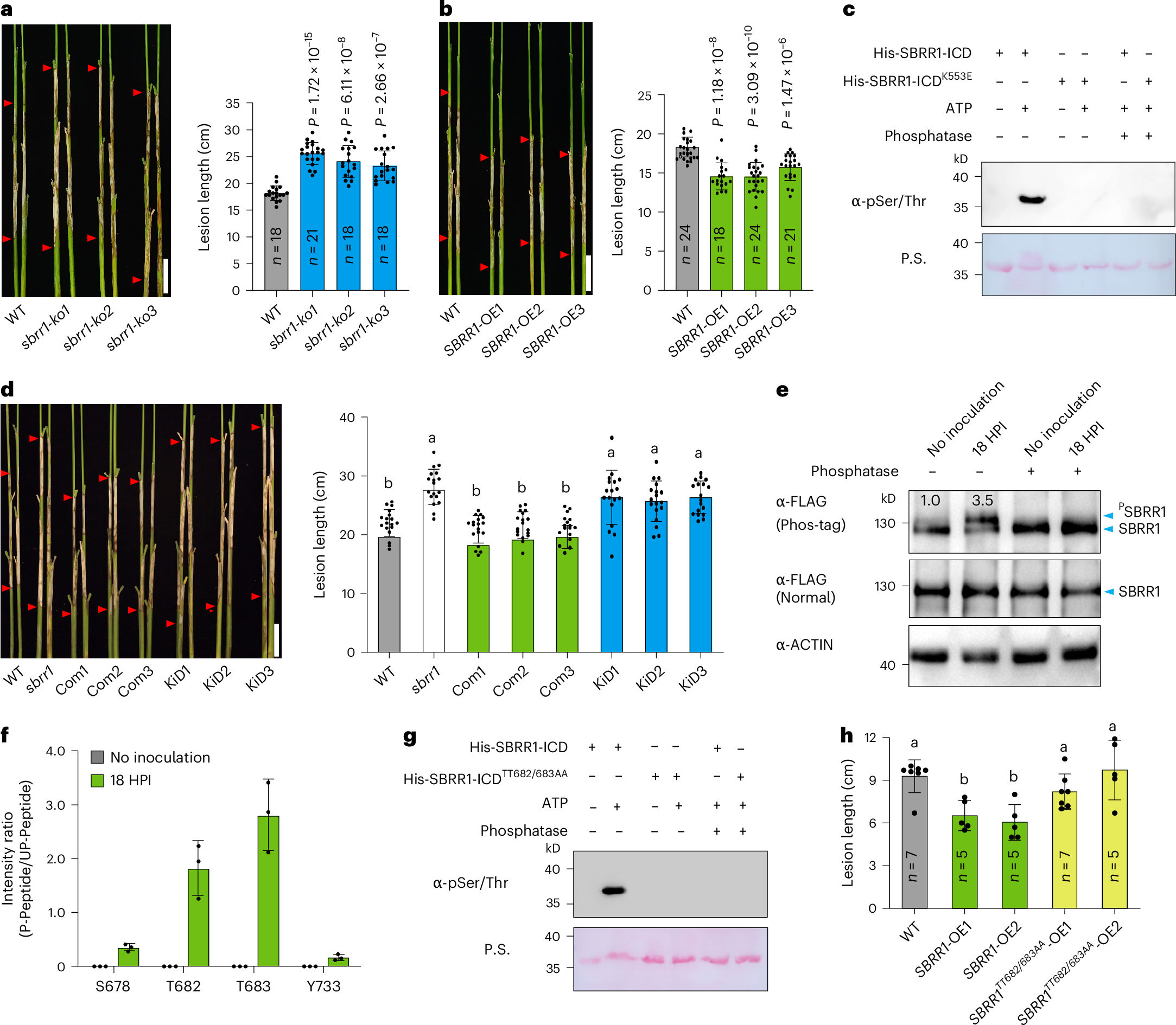 Fig. 2: Transgenic verification of SBRR1 function in ShB resistance and requirement of kinase activity for SBRR1 function.