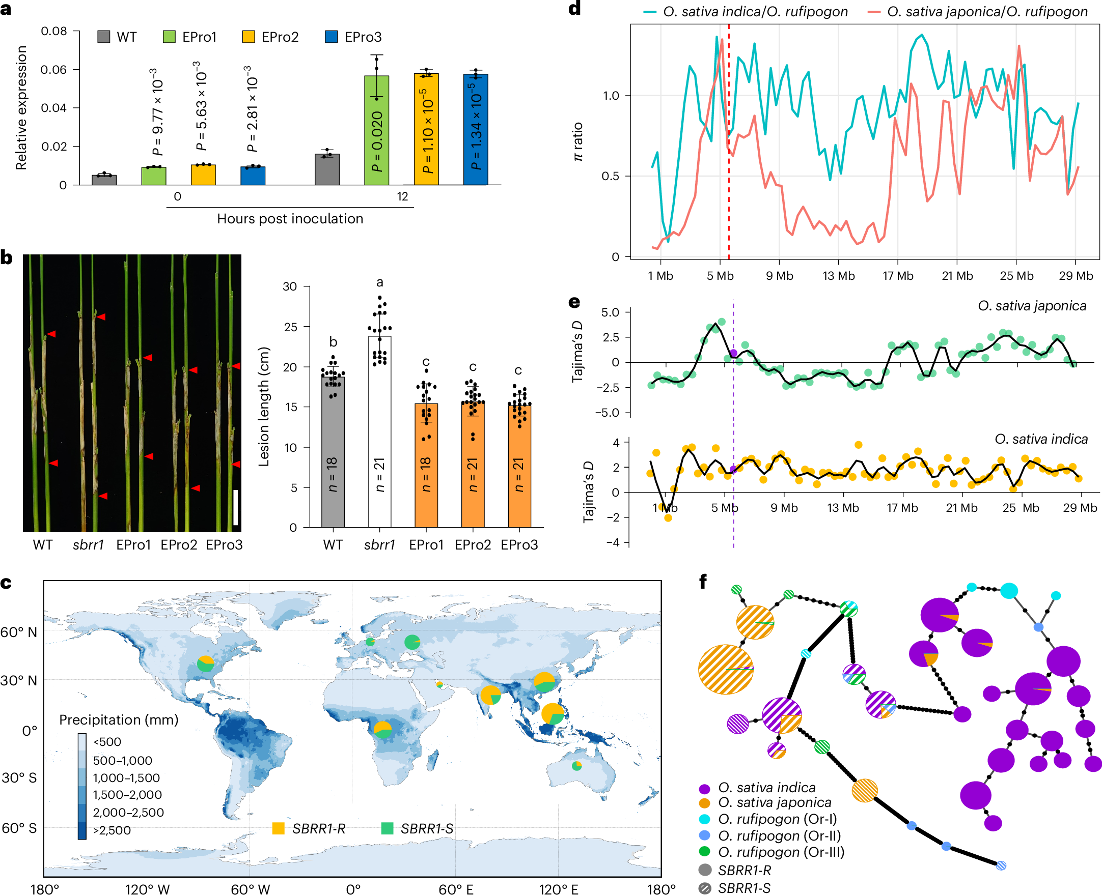 Fig. 3: ShB resistance function, geographic distribution and molecular evolution of elite SBRR1-R.