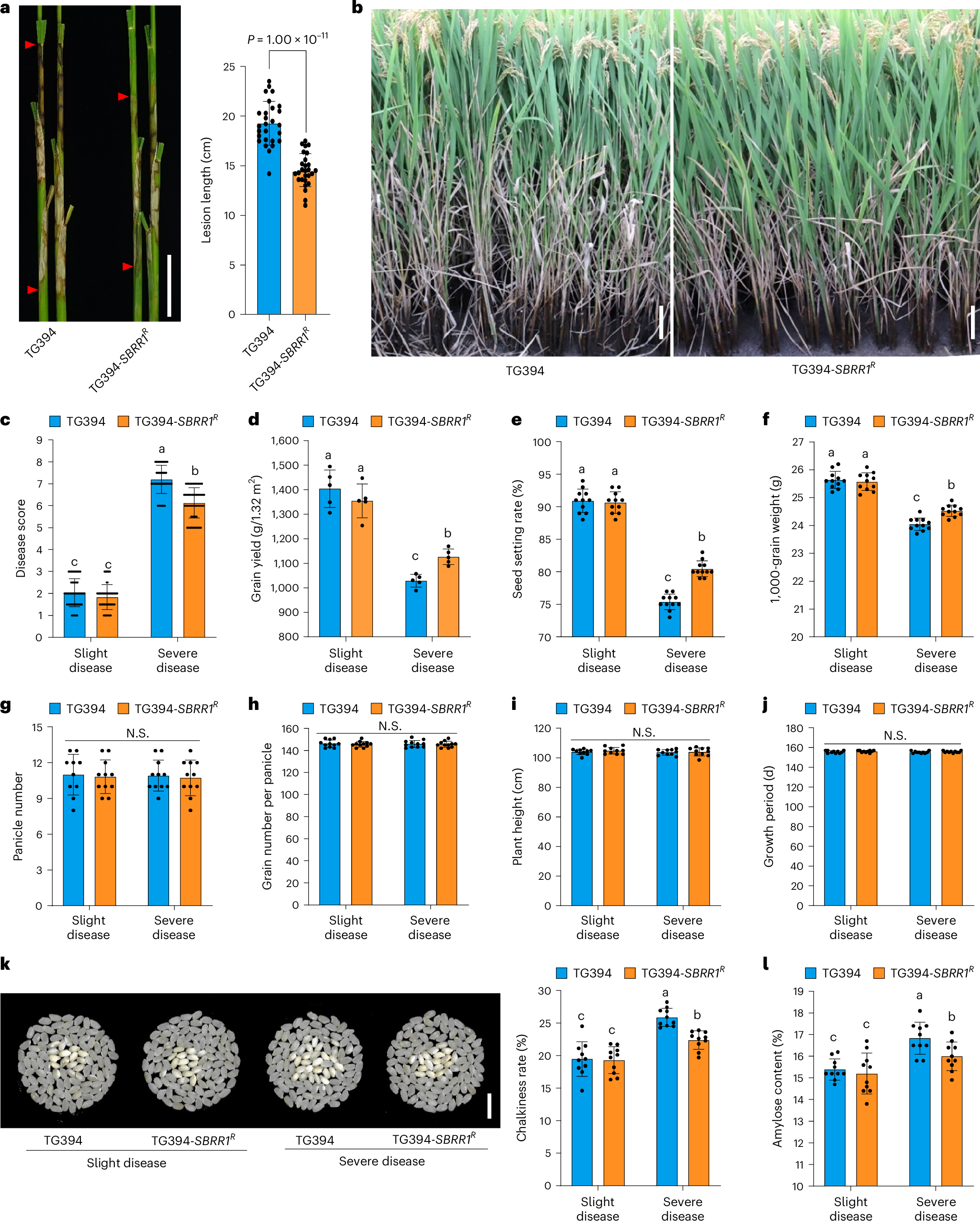 Fig. 4: SBRR1-R significantly reduces grain yield losses caused by ShB in field test.
